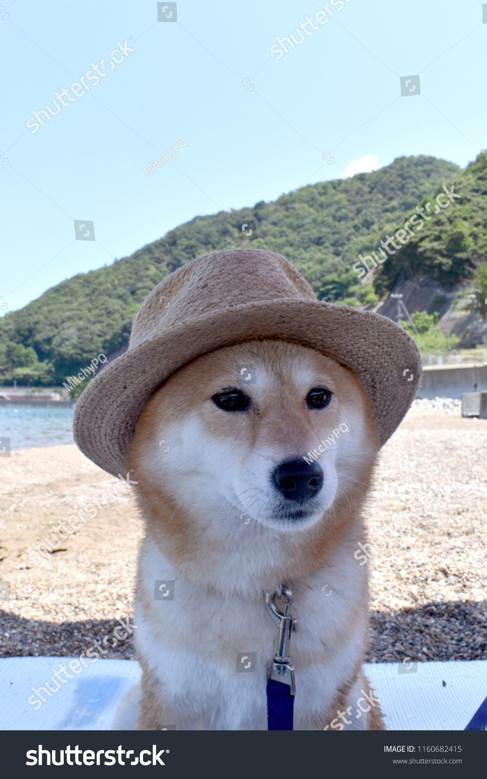 shiba inu with hat