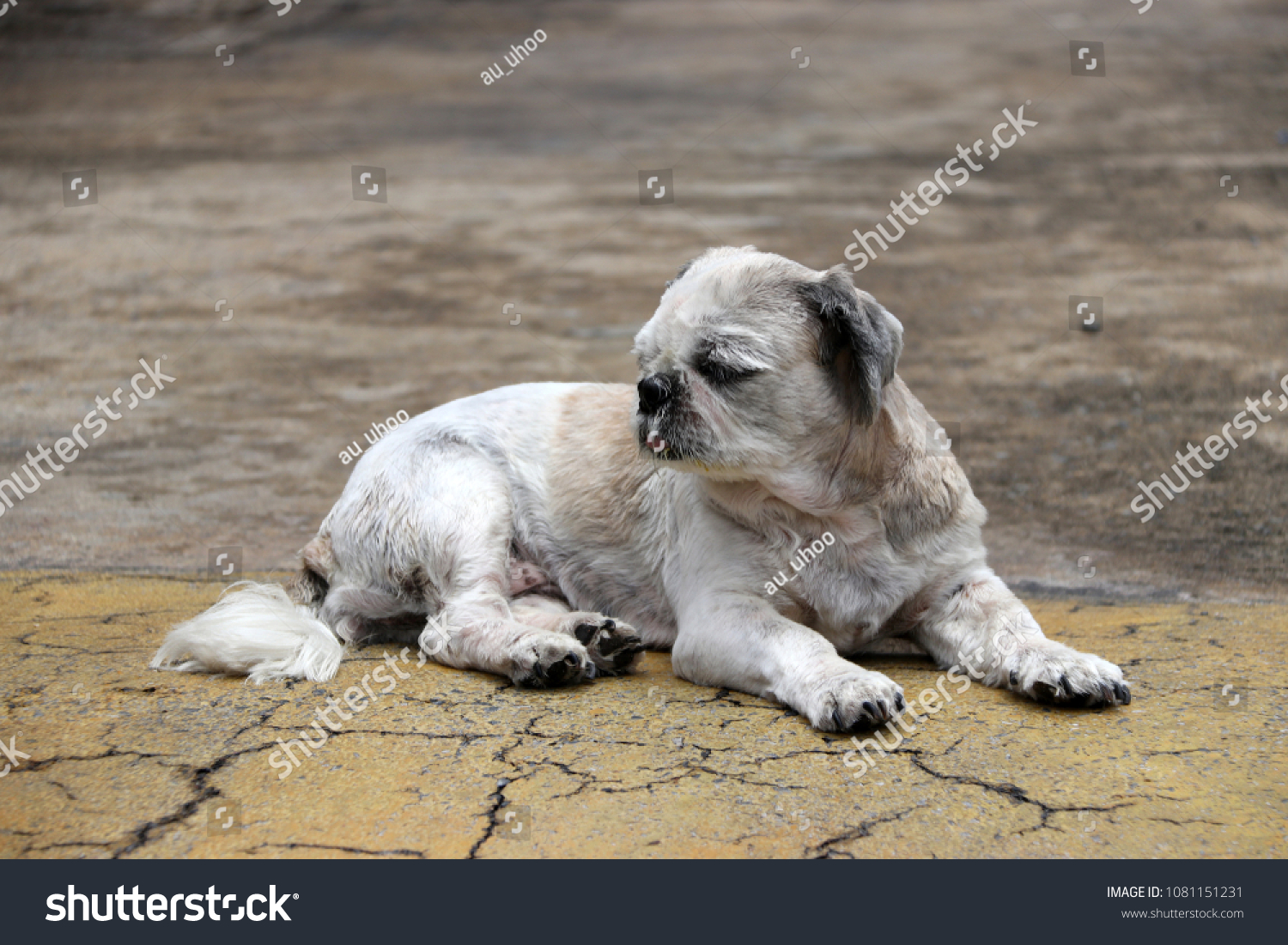 Shih Tzu Dog Short Hair Cut Stock Photo Edit Now 1081151231