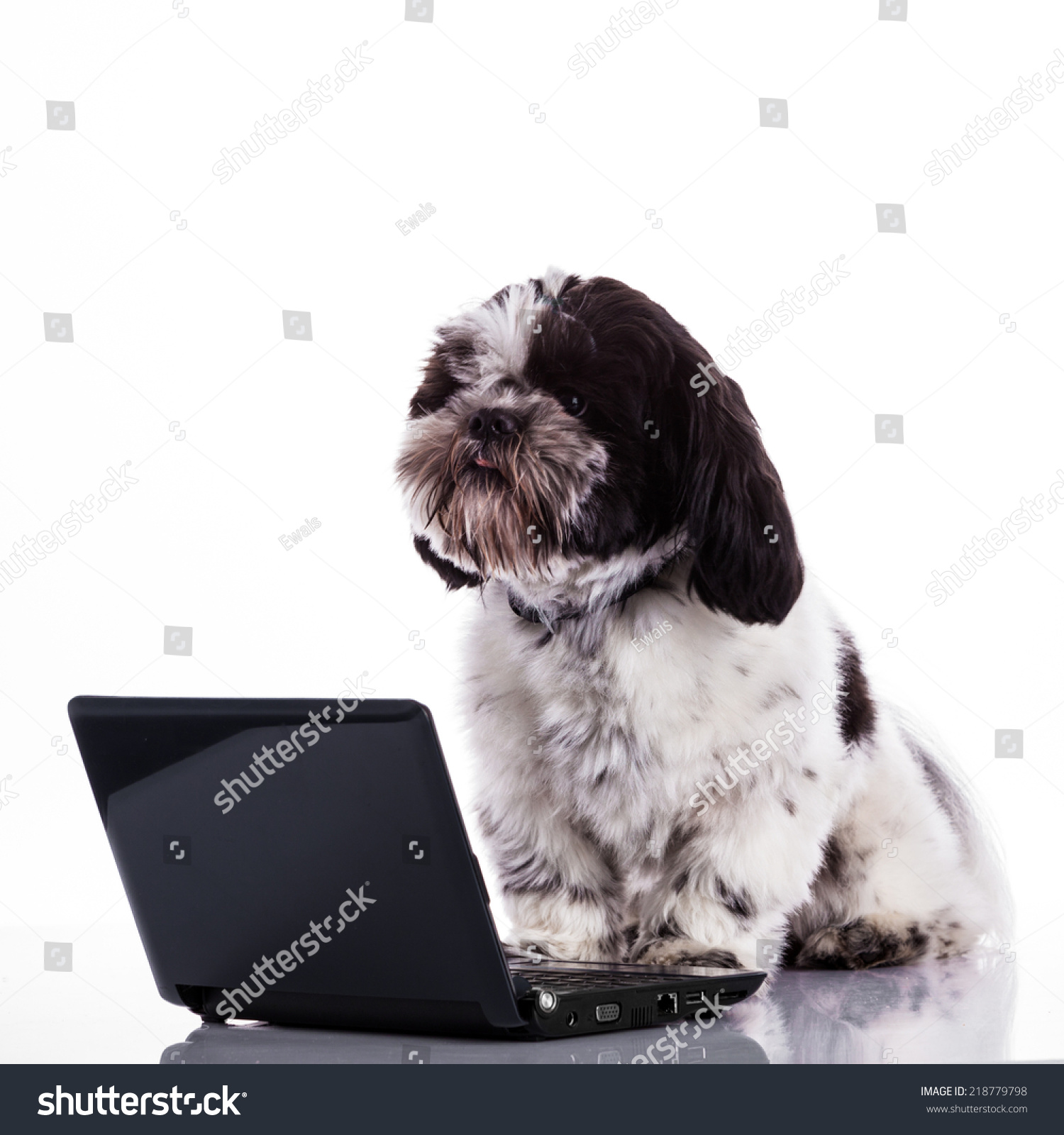 Shih Tzu Dog Laptop Stock Photo Edit Now 218779798