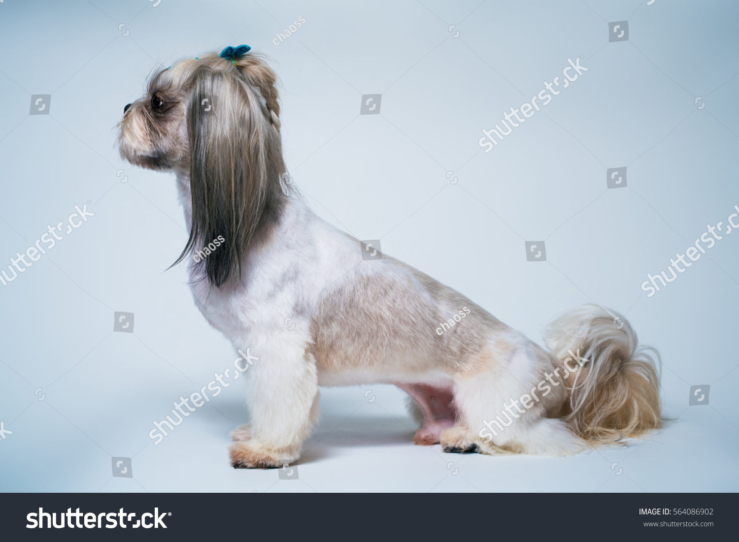 Shih Tzu Dog Short Hair After Stock Photo Edit Now 564086902