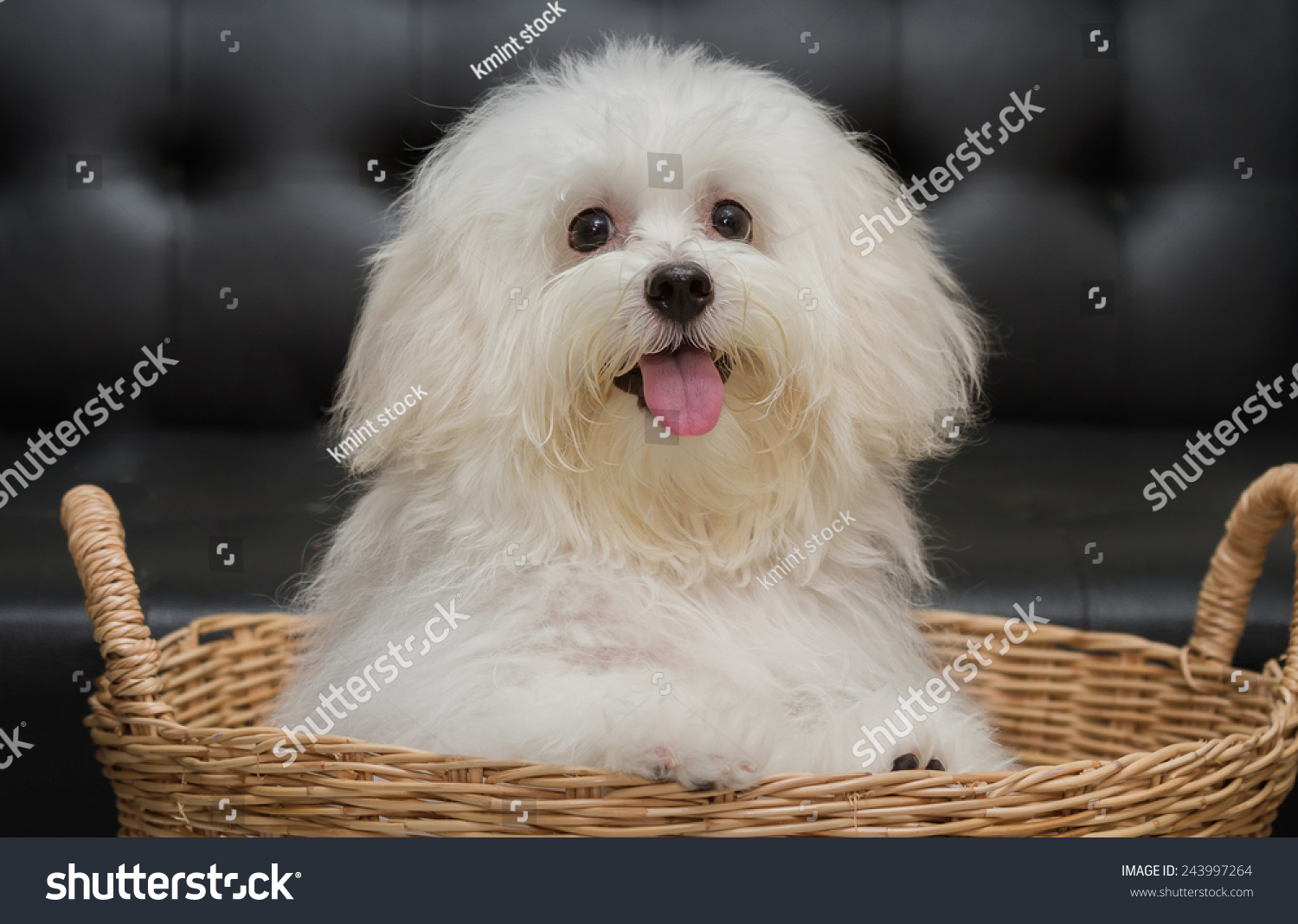 Shih Tzu Puppy Breed Tiny Dog Stock Photo Edit Now 243997264