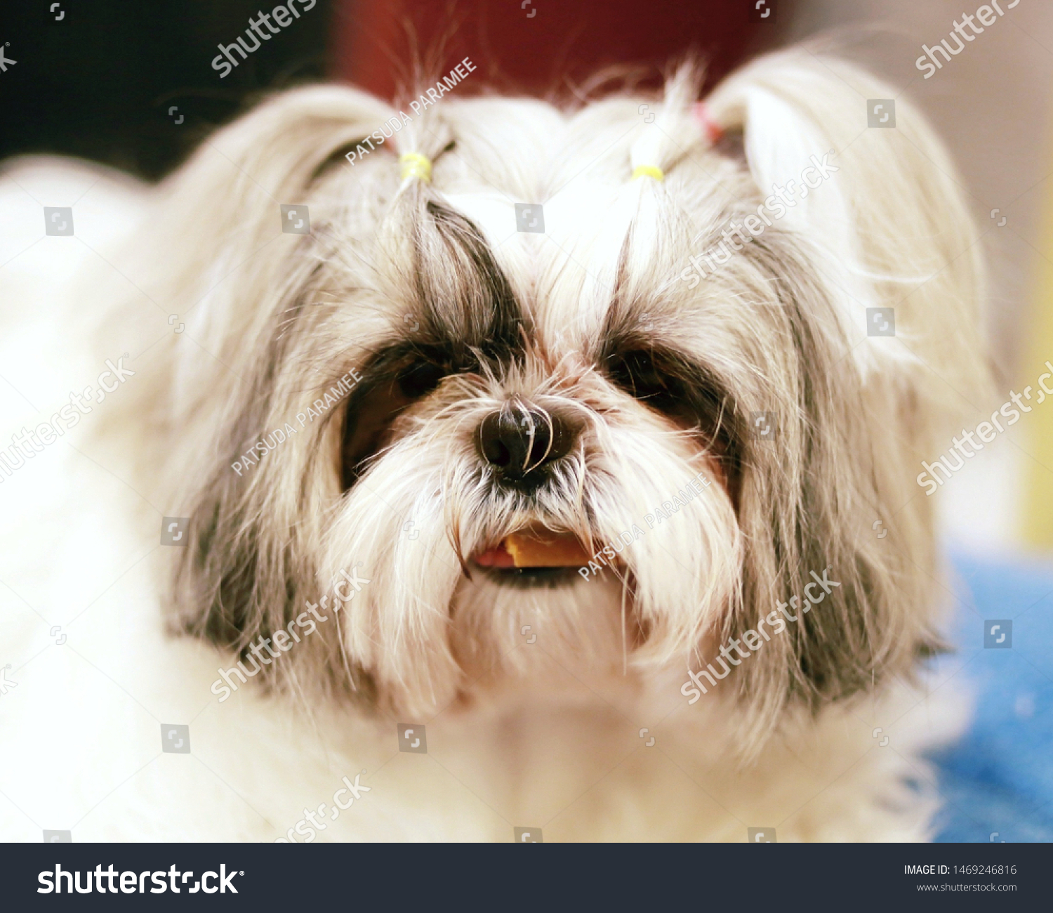 Shih Tzu Puppy Carrying Snack Dog Stock Photo Edit Now 1469246816