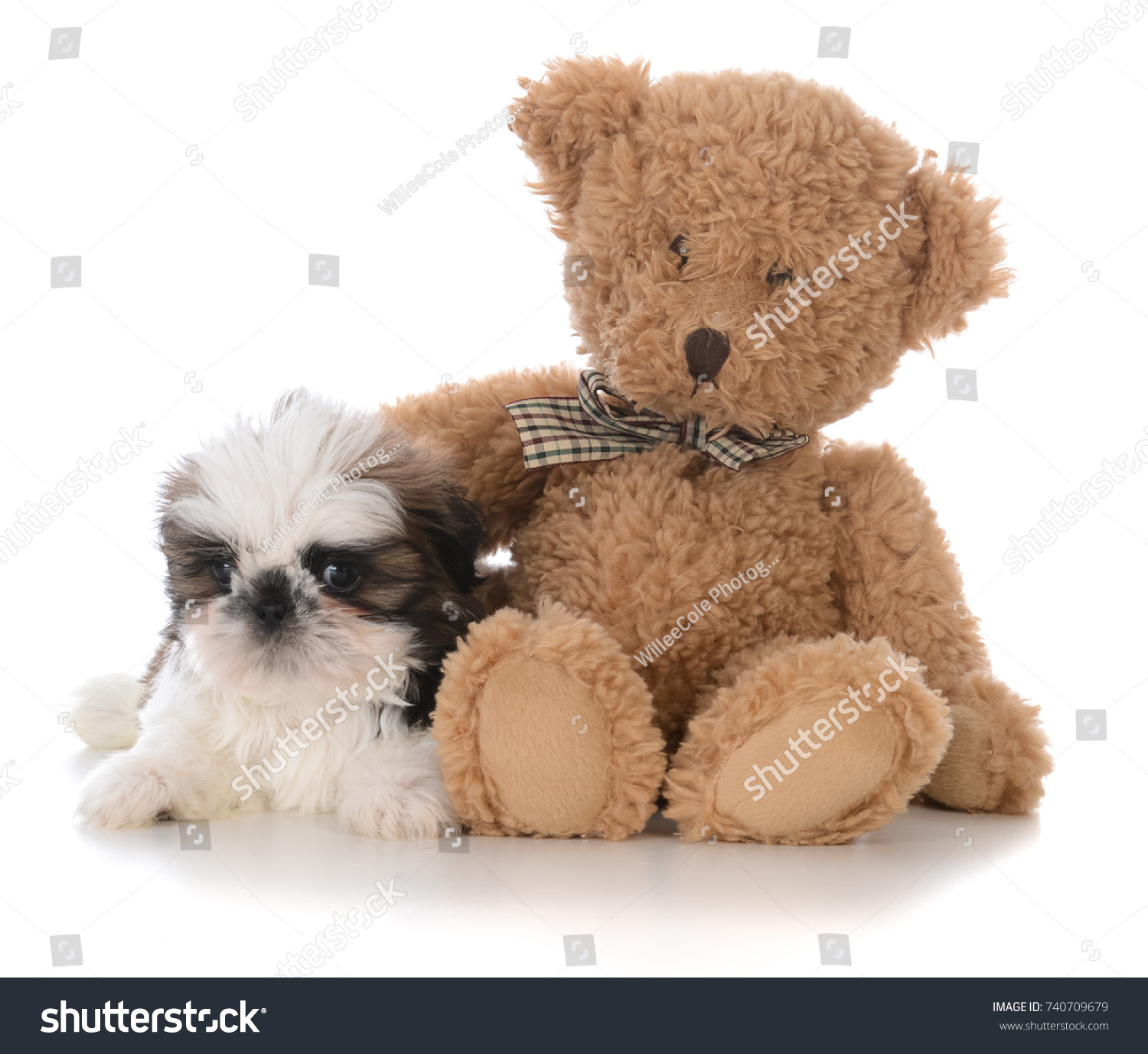 imperial teddy bear puppies
