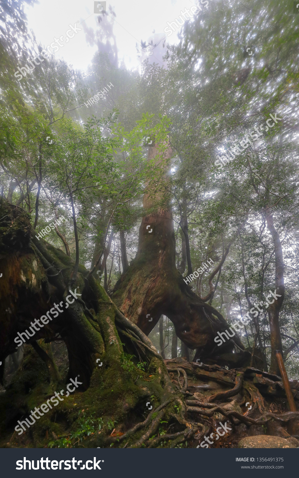 Shiratani Unsuikyou Yakushima Japan Stock Photo Shutterstock