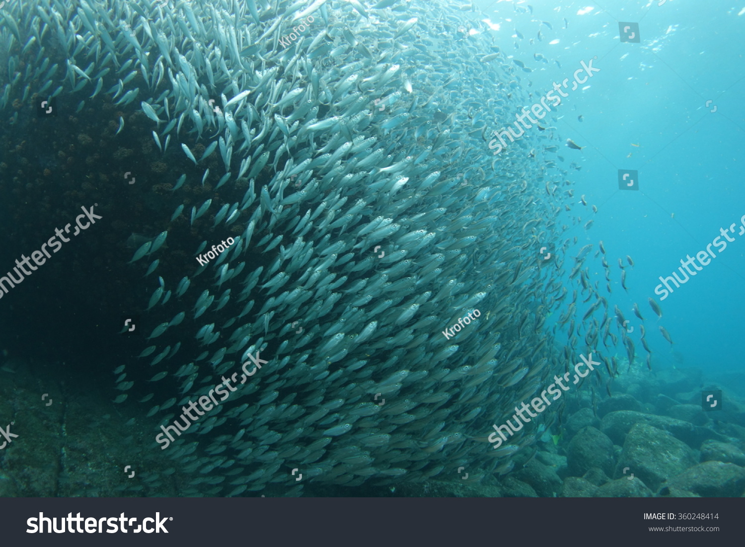 Shoal Fish Stock Photo Edit Now 360248414 Shutterstock