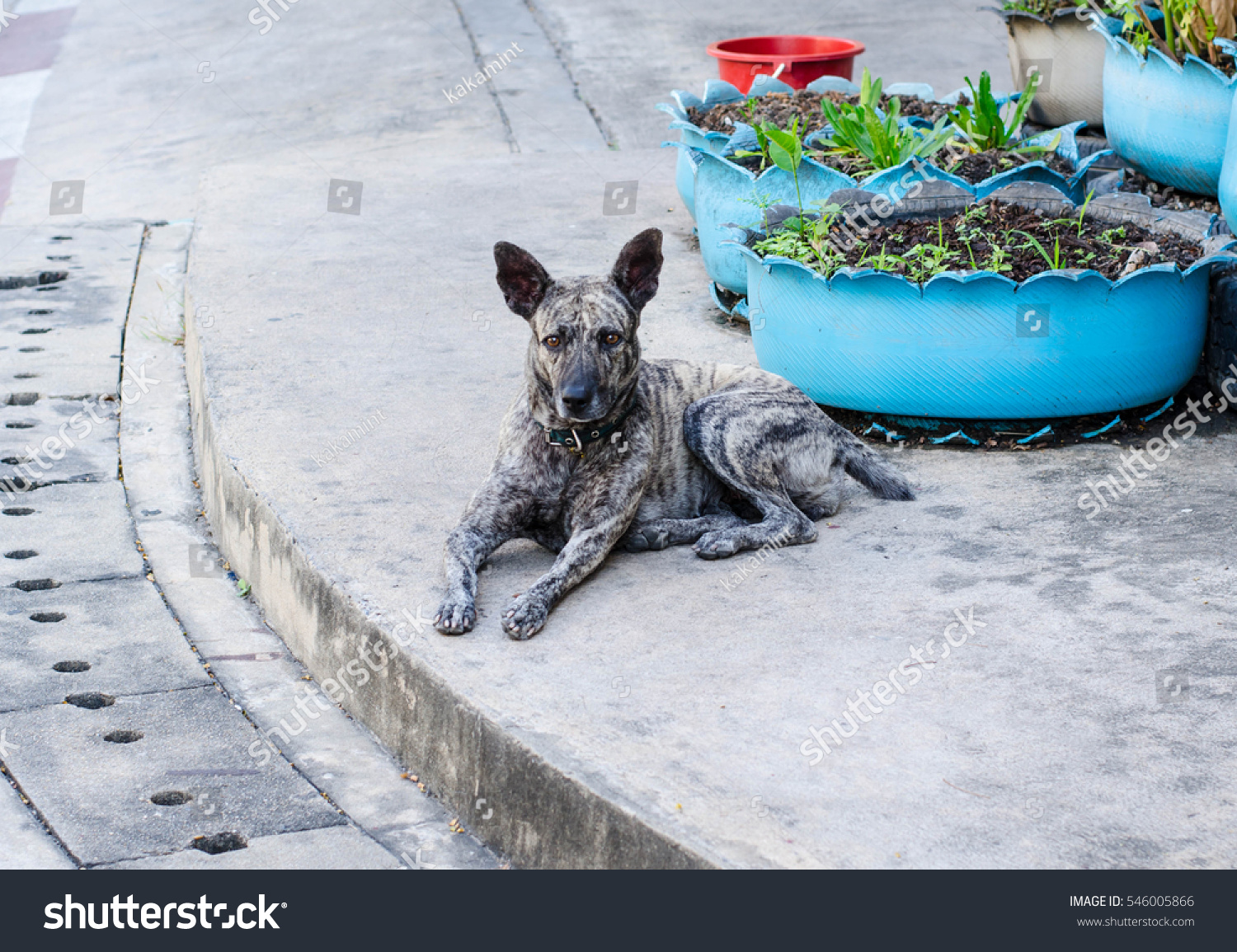 Short Hair Street Dog Thailand Stock Photo Edit Now 546005866