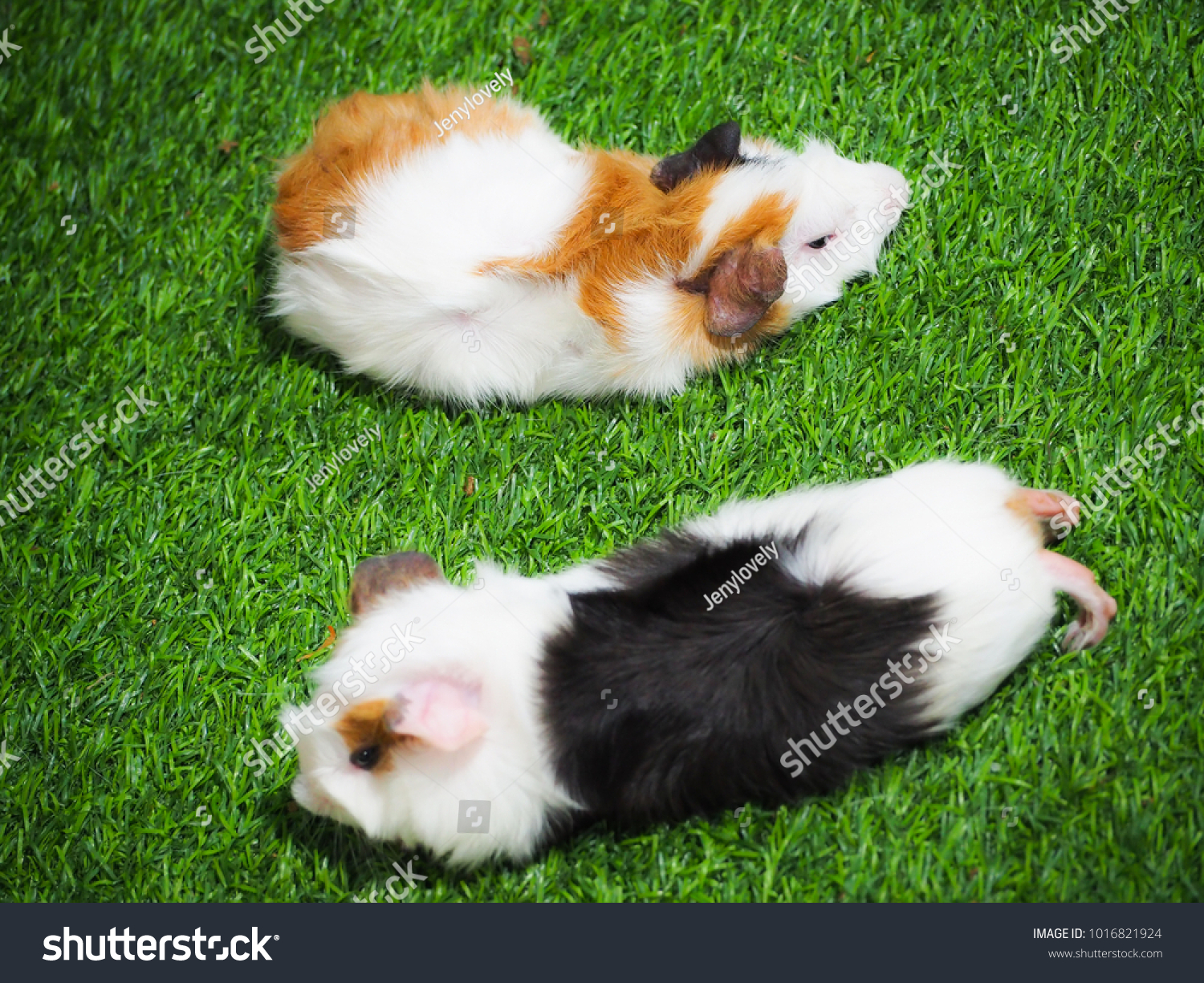 Short Haired Baby Guinea Pig Cavia Royalty Free Stock Image