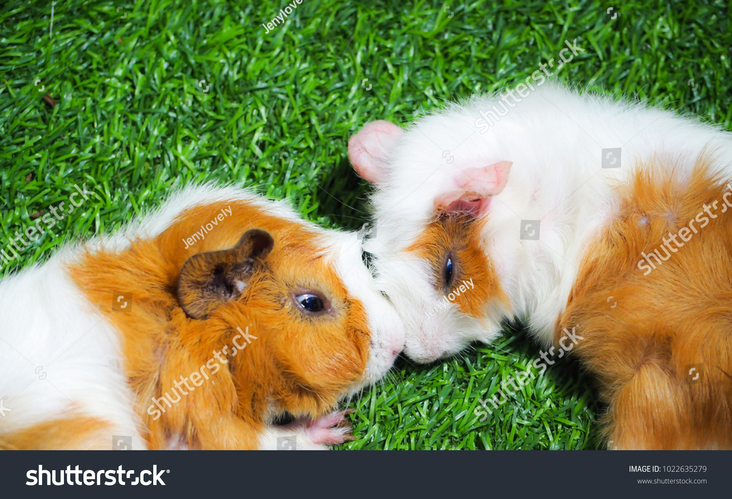 Short Haired Baby Guinea Pig Cavia Stock Photo Edit Now 1022635279