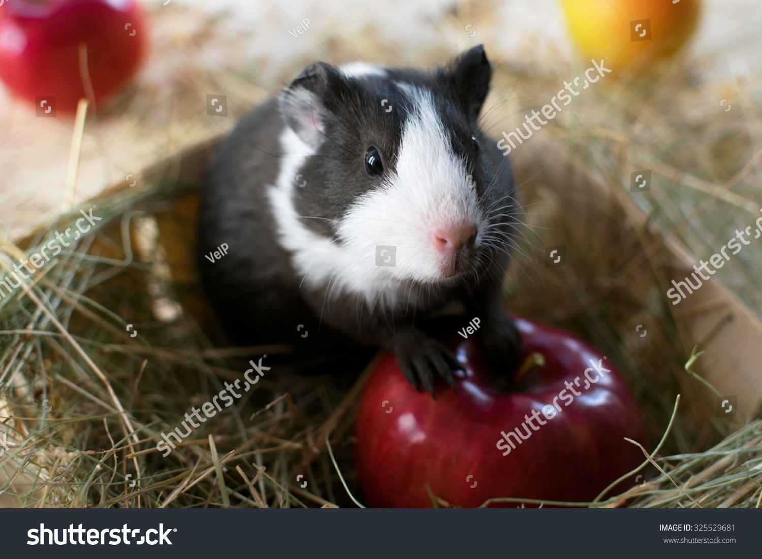 Short Haired Baby Guinea Pig Cavia Stock Photo Edit Now 325529681