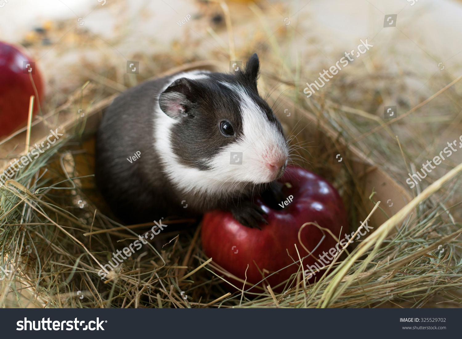 Short Haired Baby Guinea Pig Cavia Stock Photo Edit Now 325529702