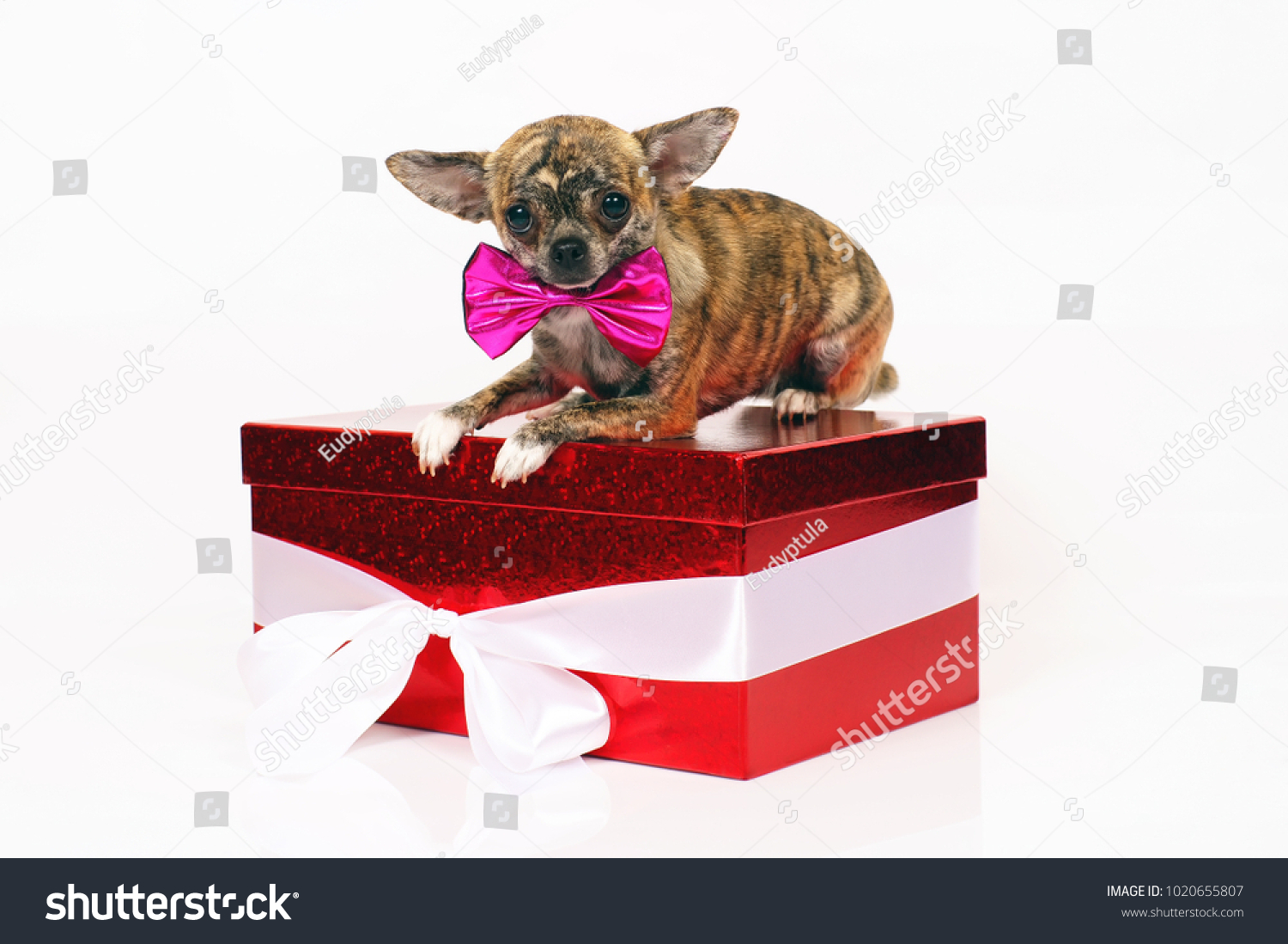 Shorthaired Brindle Chihuahua Dog Wearing Pink Stock Photo Edit Now 1020655807