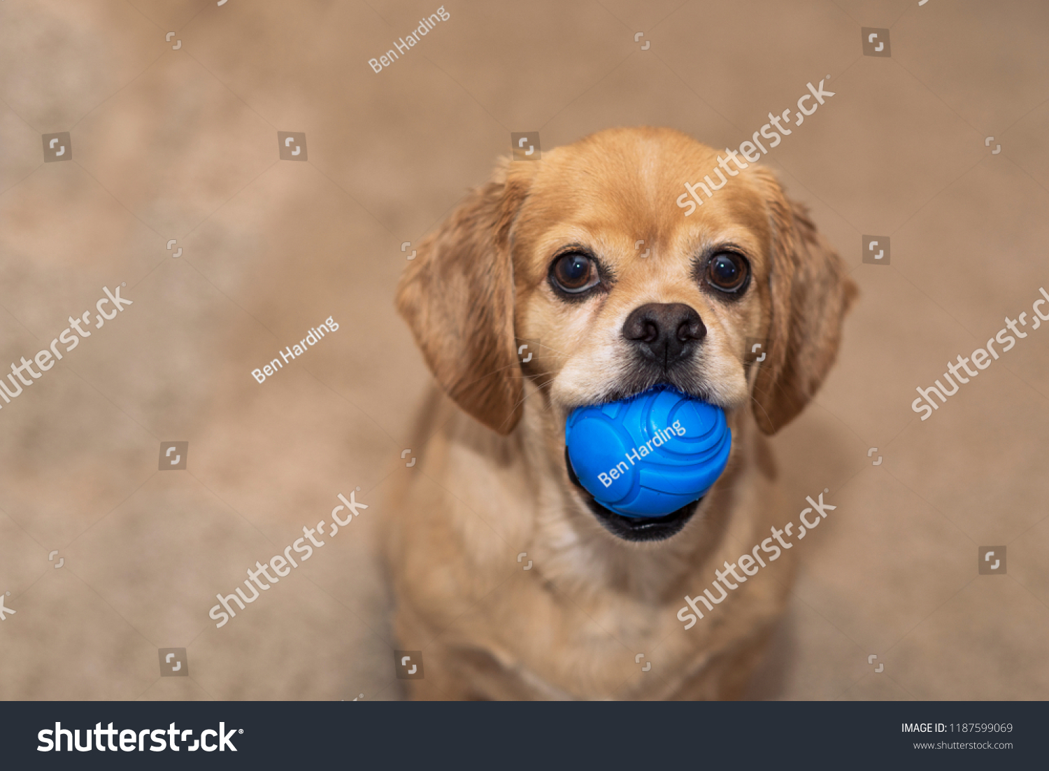 Short Haired Cocker Spaniel Pekingese Mix Stock Image Download Now