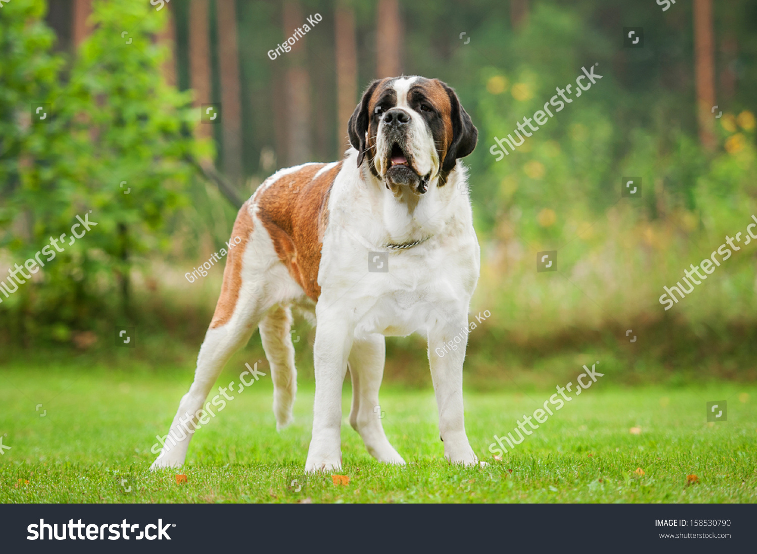 Shorthaired Saint Bernard Dog Standing On Stock Photo 158530790