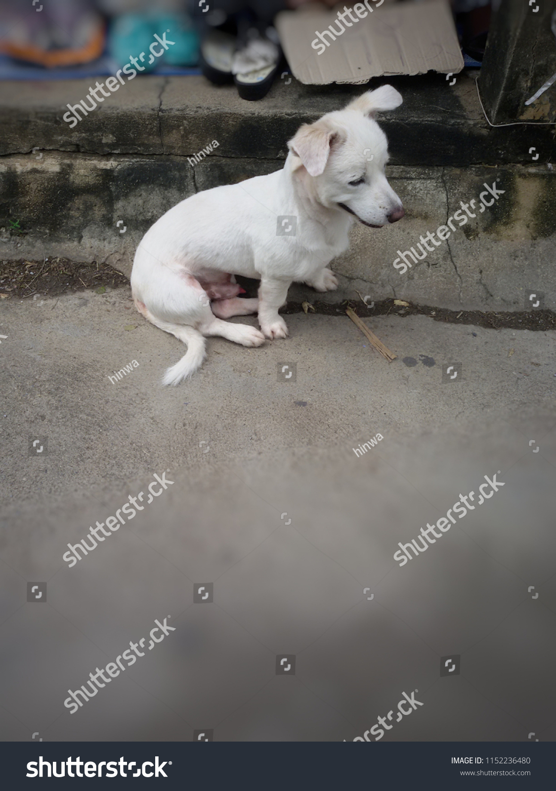 white dog shoes