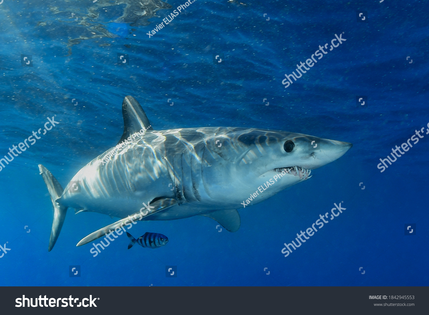 Shortfin Mako Shark Pilot Fish Stock Photo 1842945553 | Shutterstock