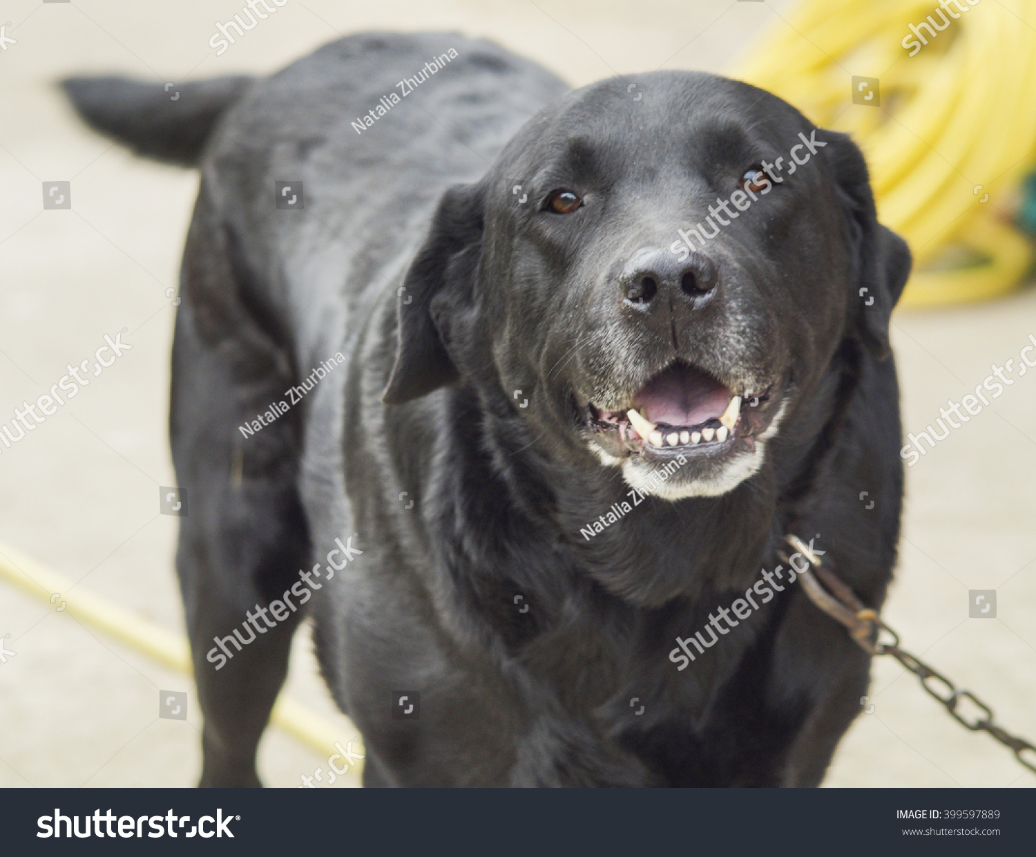 Shorthair Large Longeared Black Dog On Royalty Free Stock Image
