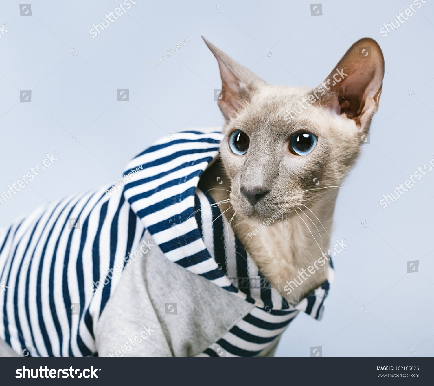 Shorthair Oriental Cat Peterbald On Gray Stock Photo Edit Now