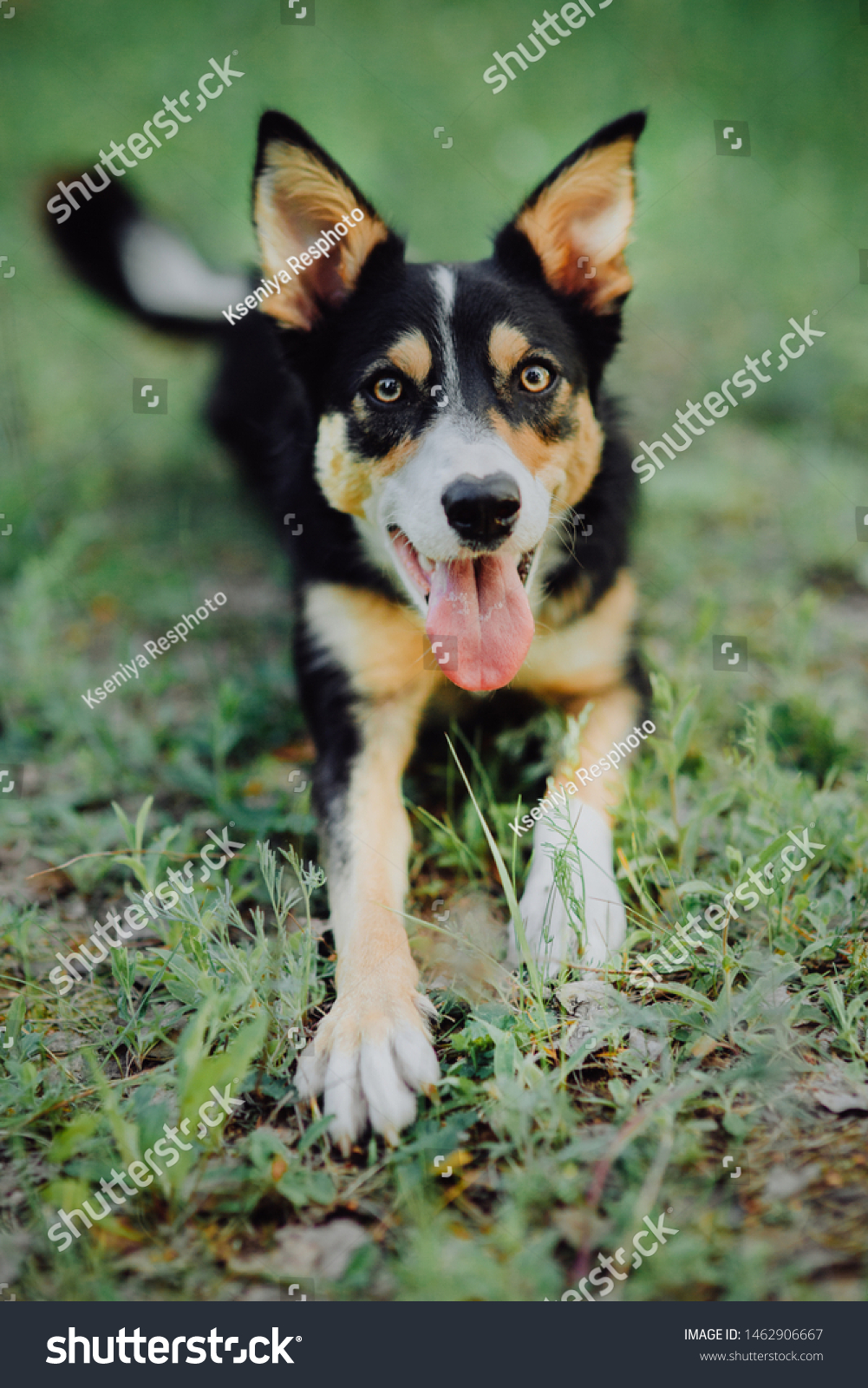 Shorthair Threecolor Border Collie Jumps Into Stock Photo Edit Now 1462906667
