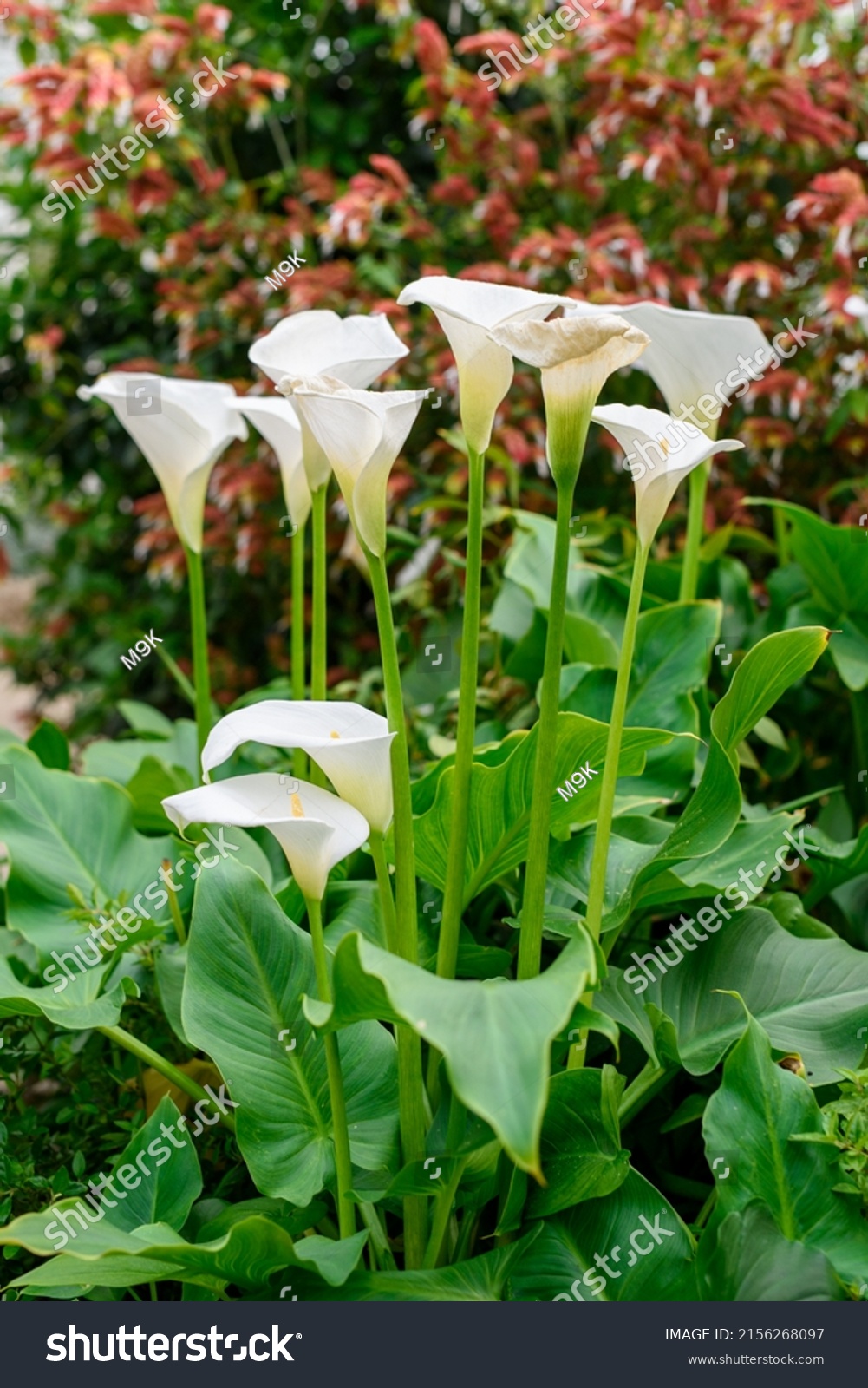 Shot White Calla Lilies Aethiopica Calla Stock Photo 2156268097 Stock Photo Shot Of White Calla Lilies Aethiopica Calla Lily Snow White Calla Lilies Are Popular Cut 2156268097