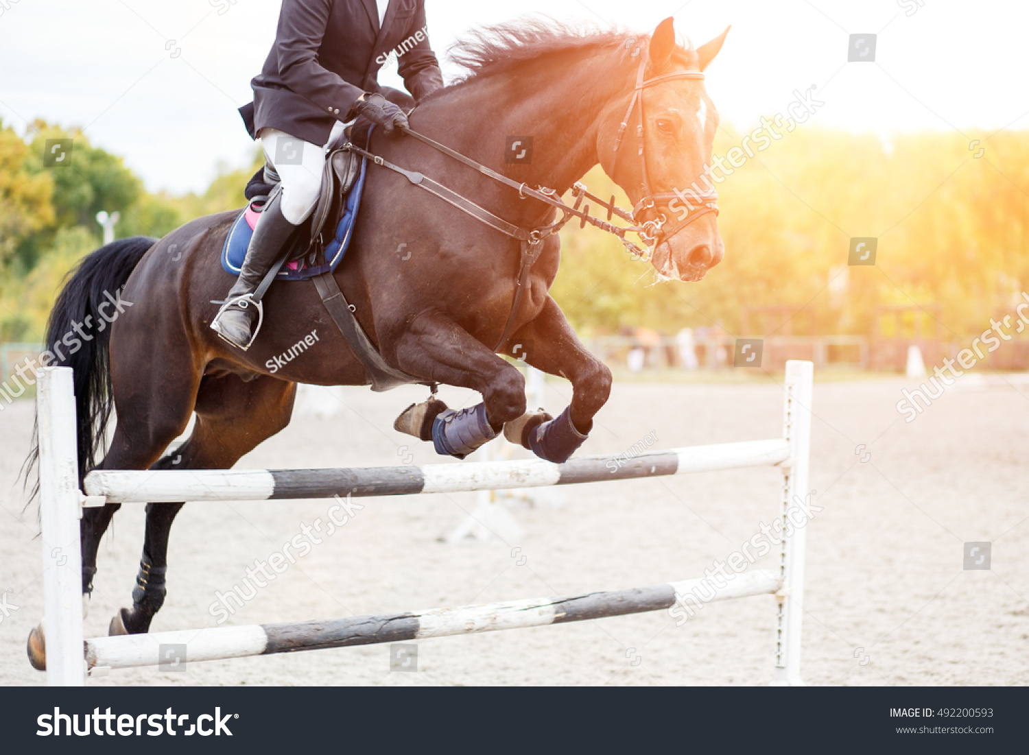 Show Jumping Close Image Male Horse Stock Photo 492200593 - Shutterstock