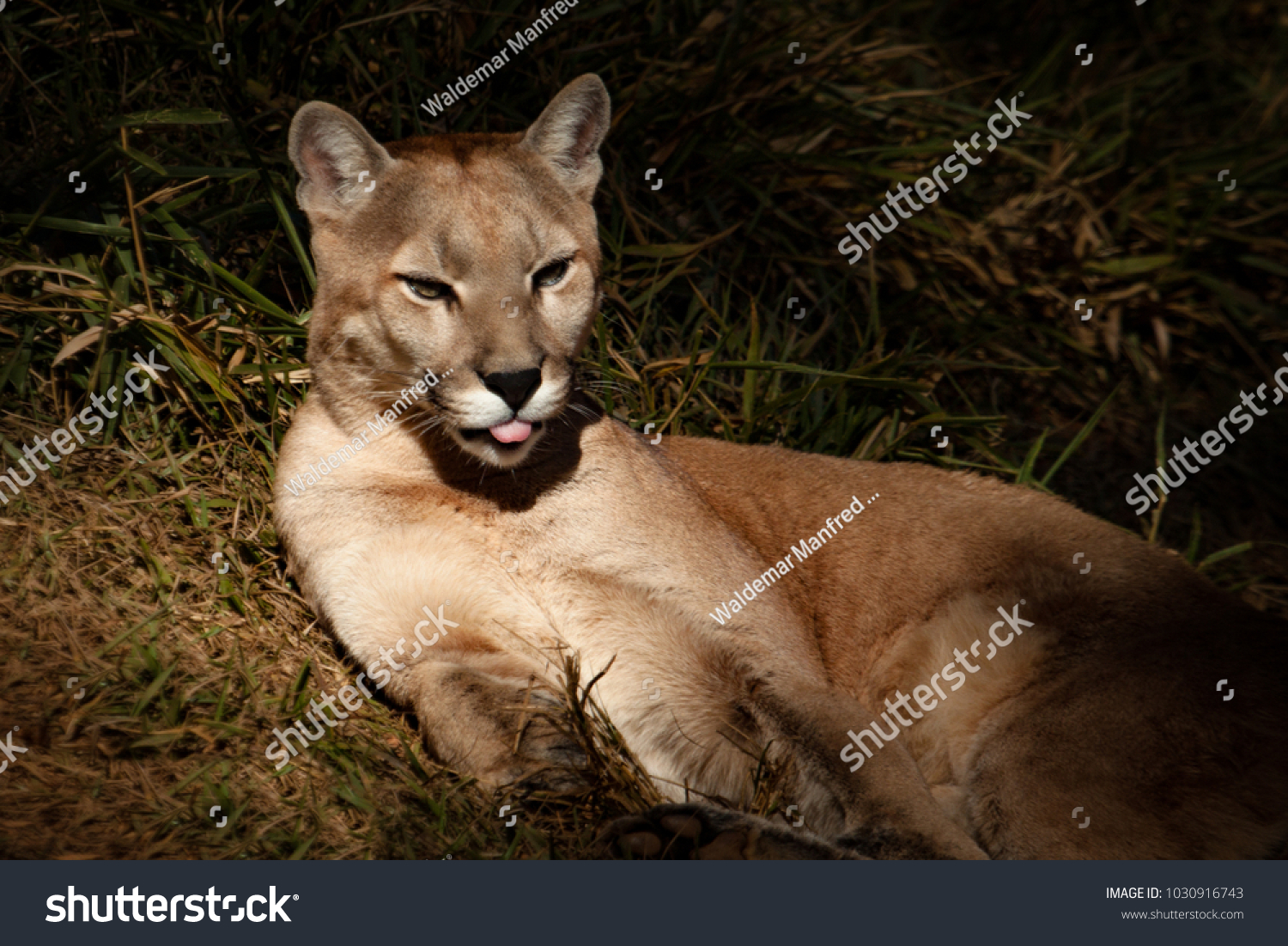 tongue puma tongue puma