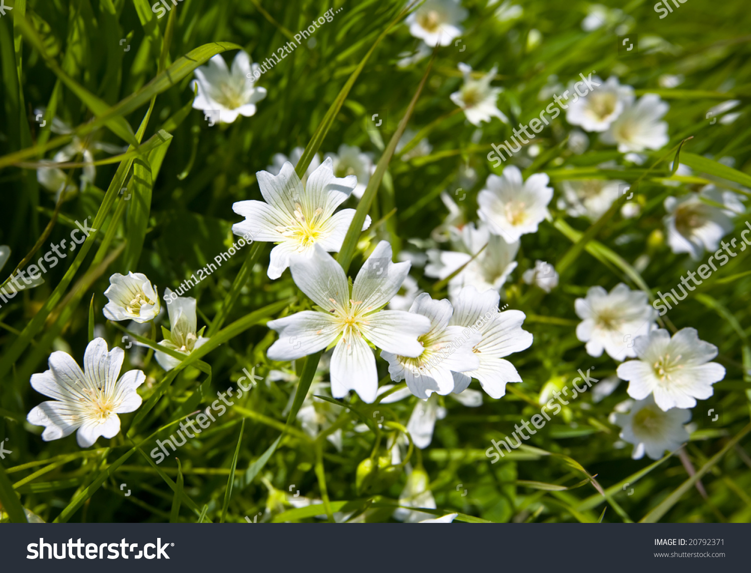 Showy White California Wildflower Douglas' Meadowfoam, Limnanthes ...