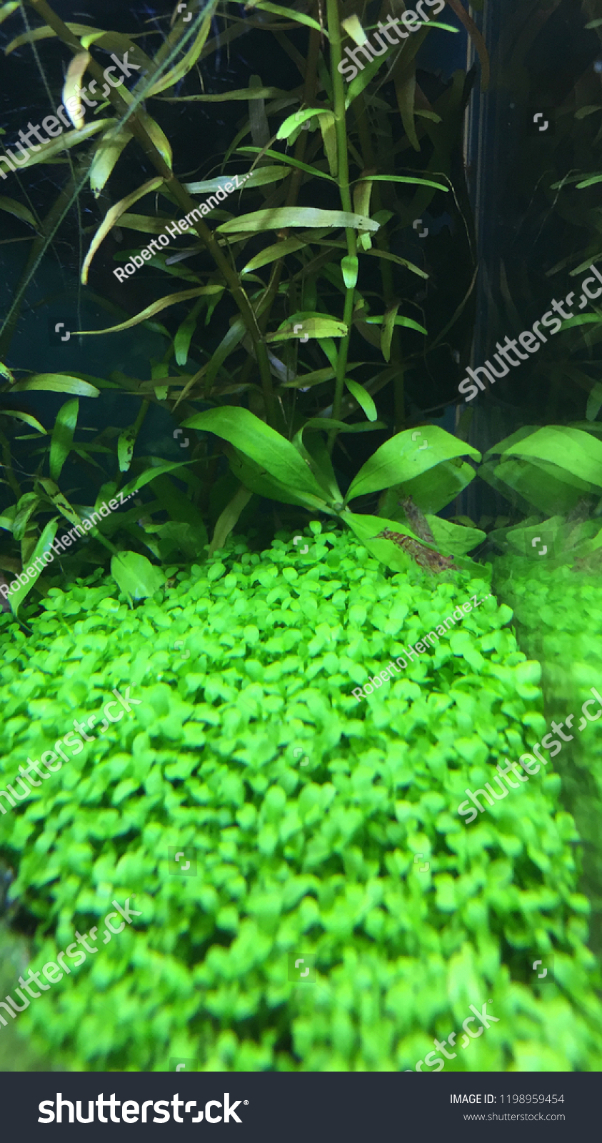 Shrimp Tank Aquarium Aquascape Stock Photo Edit Now 1198959454