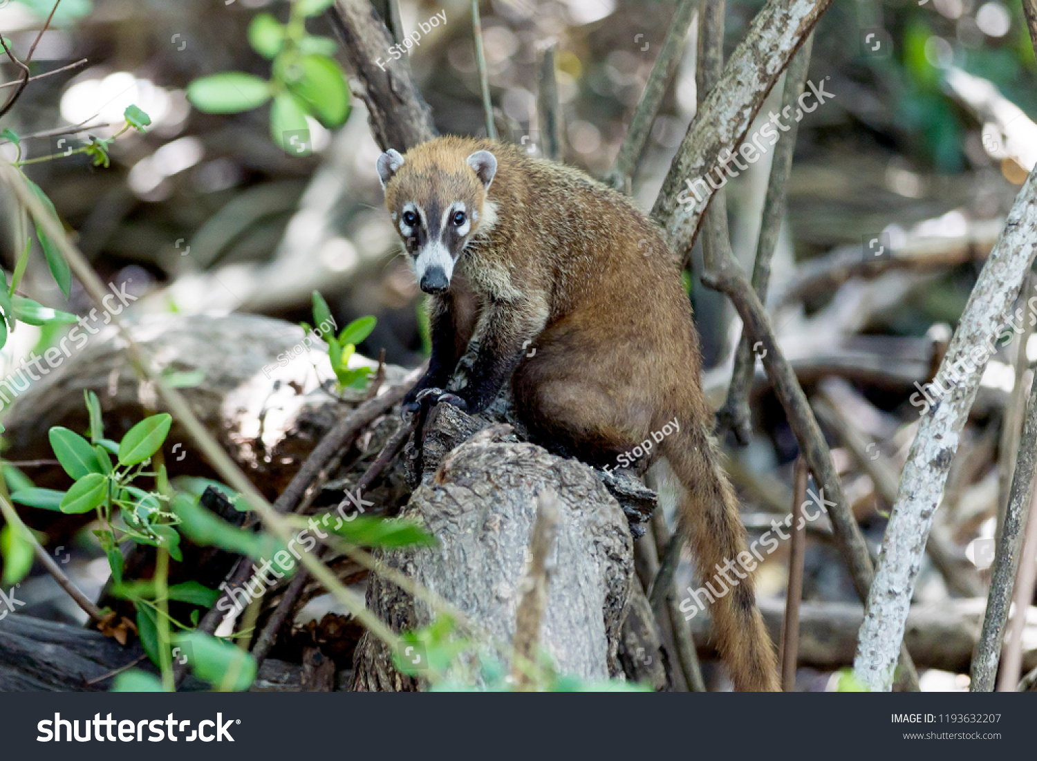 Coati mundi Images, Stock Photos & Vectors | Shutterstock