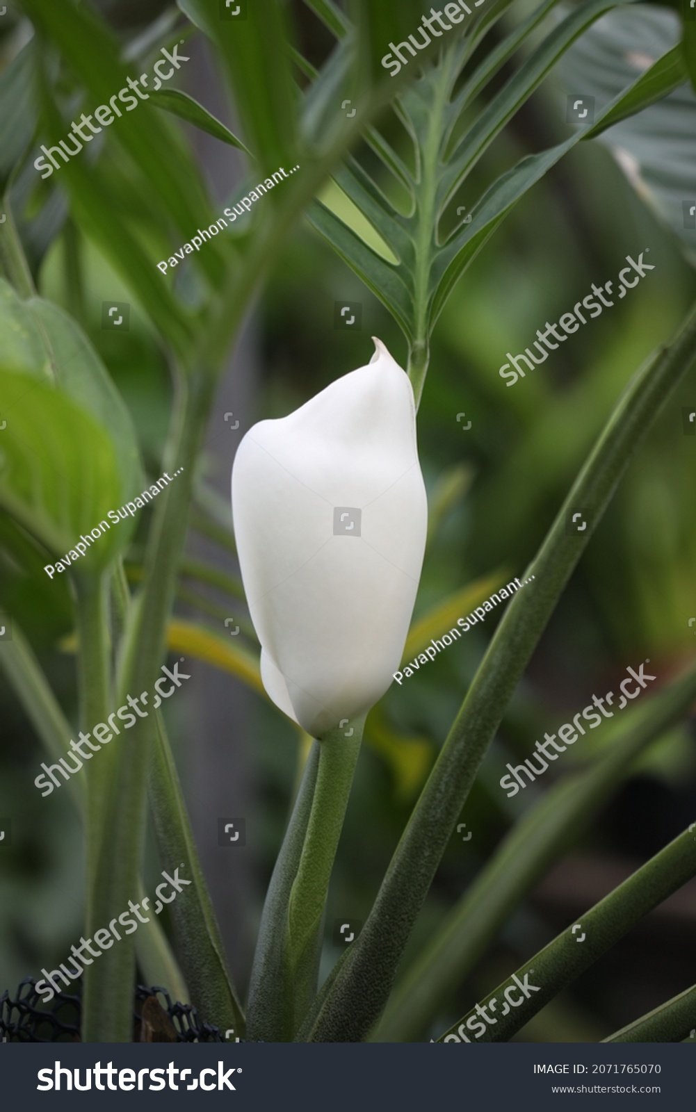 Siam Monster Aroid Flower Tropical Rainforest Stock Photo 2071765070 ...