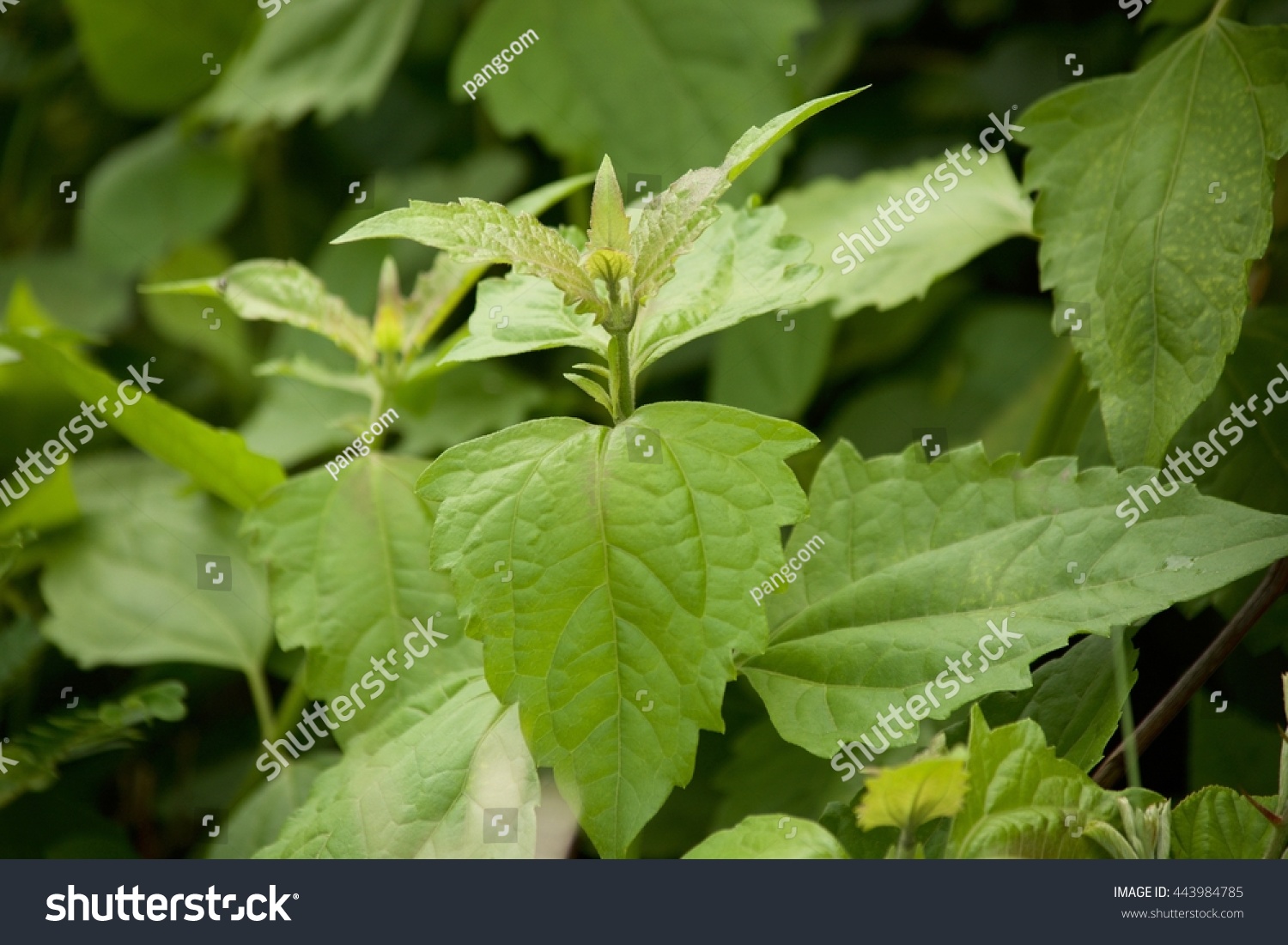 Siam Weed Plant Bitter Bush Stock Photo 443984785 - Shutterstock