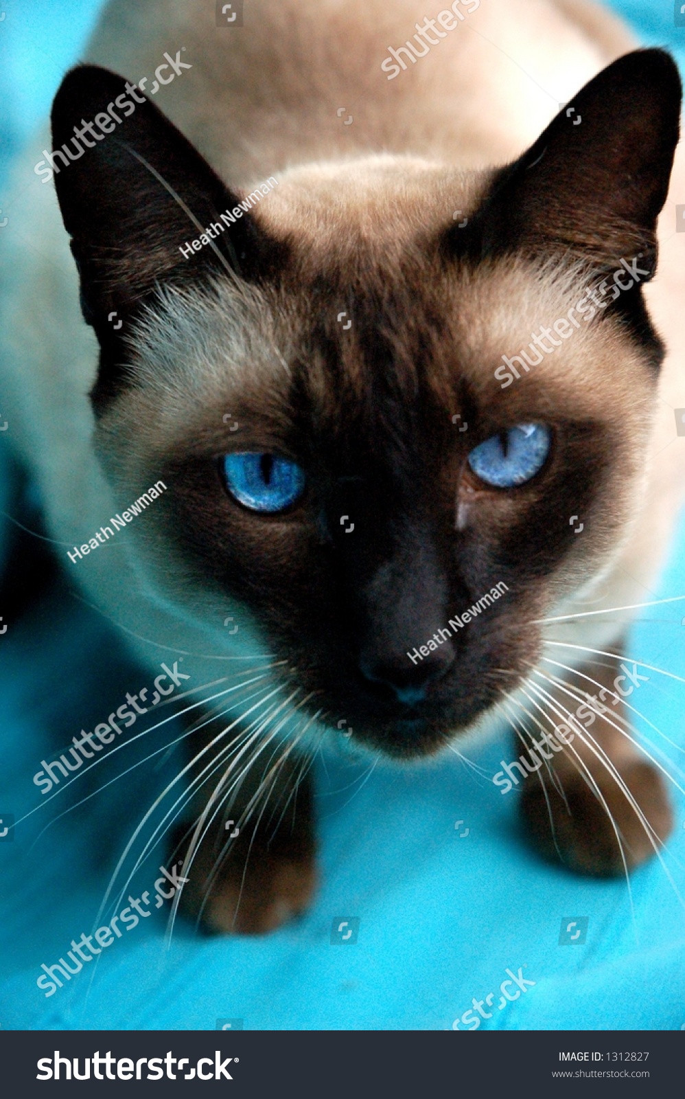 Siamese Burmese Cat On Blue Background Animals Wildlife Stock Image 1312827