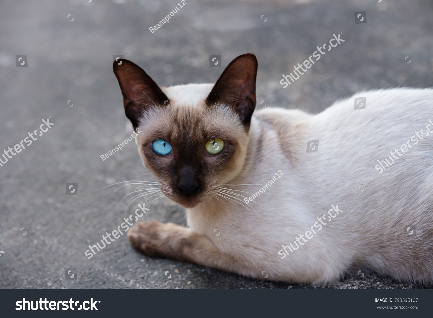 Siamese Cat Wichien Maat On Blur Stock Photo Edit Now 793595107