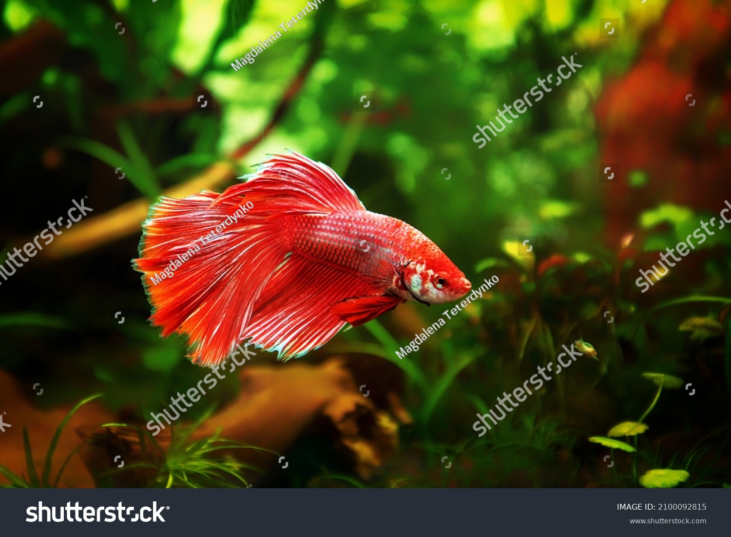 72,049 Siamese Betta, Siamese Fighting Fish Images, Stock Photos ...