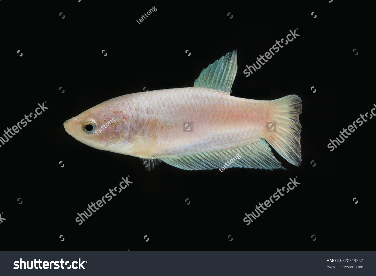 the dark fish www