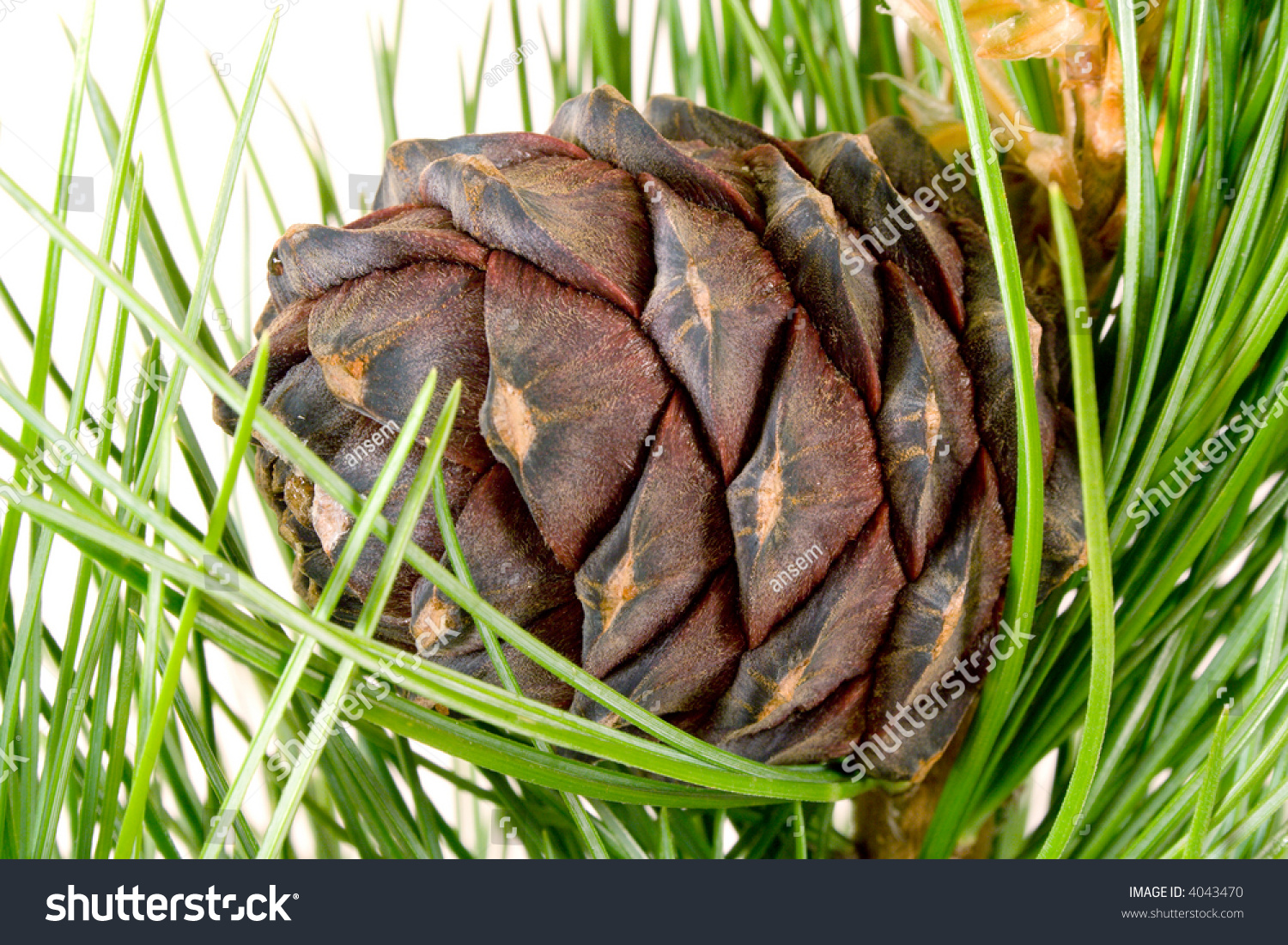 Siberian Cedarsiberian Pine Branch Ripe Cone Stock Photo 4043470 