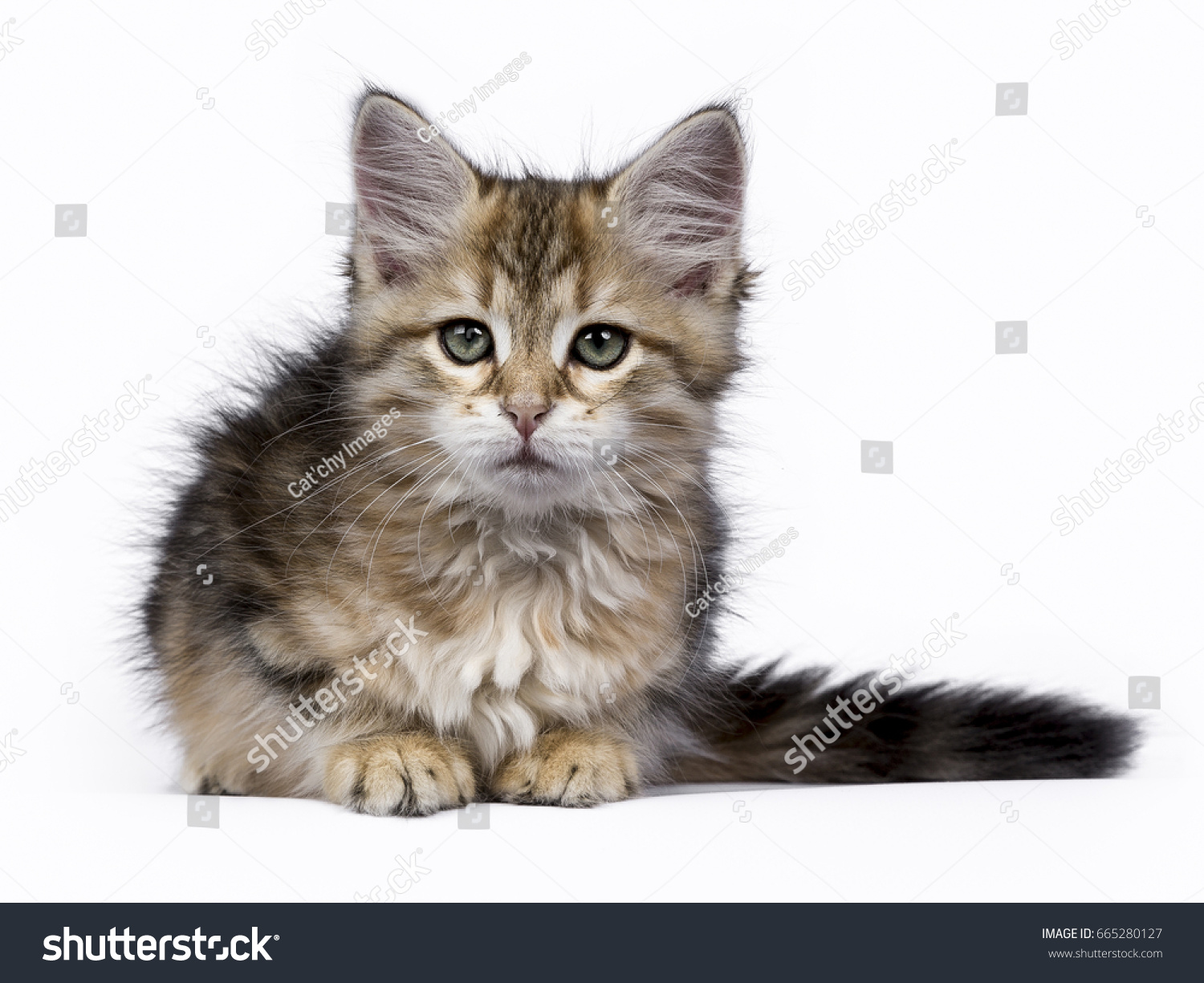 Siberian Forest Cat Kittens Isolated On Stock Photo Edit Now 665280127