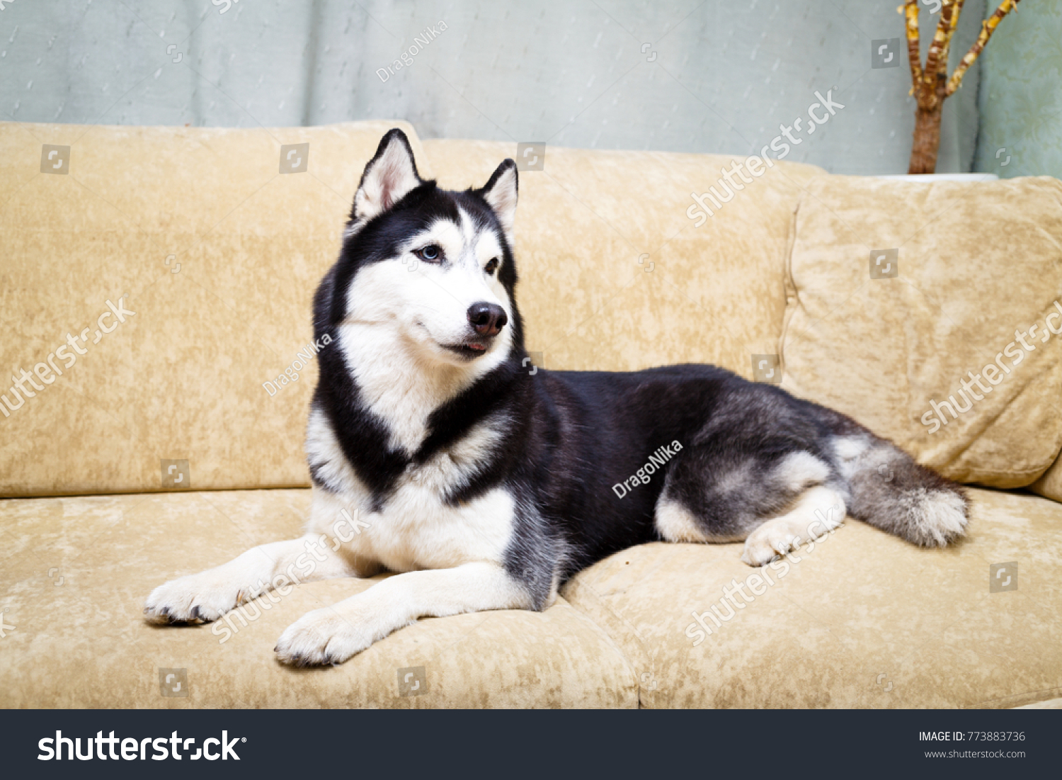 husky at home