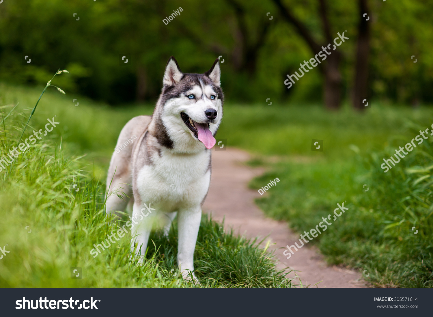 青い目をしたシベリアン ハスキー犬が立ち 前方を見る 明るい緑の木と草が背景にある の写真素材 今すぐ編集