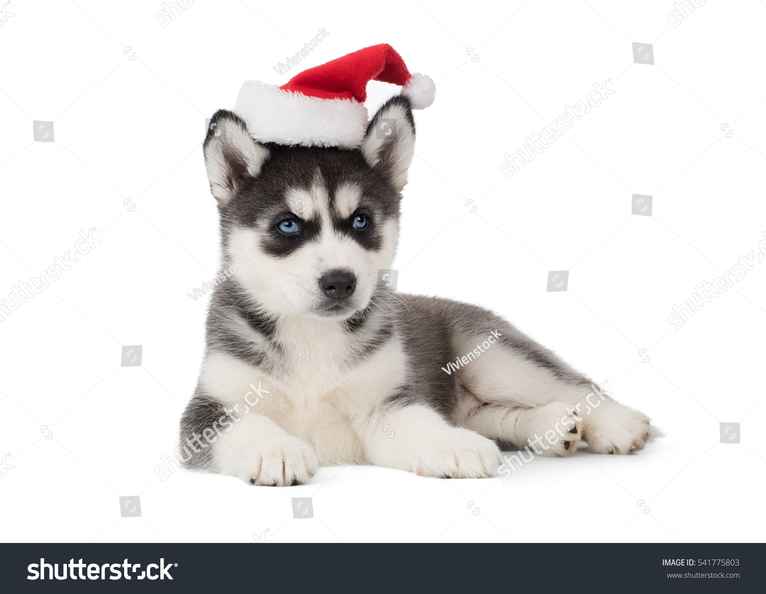 husky wearing santa hat