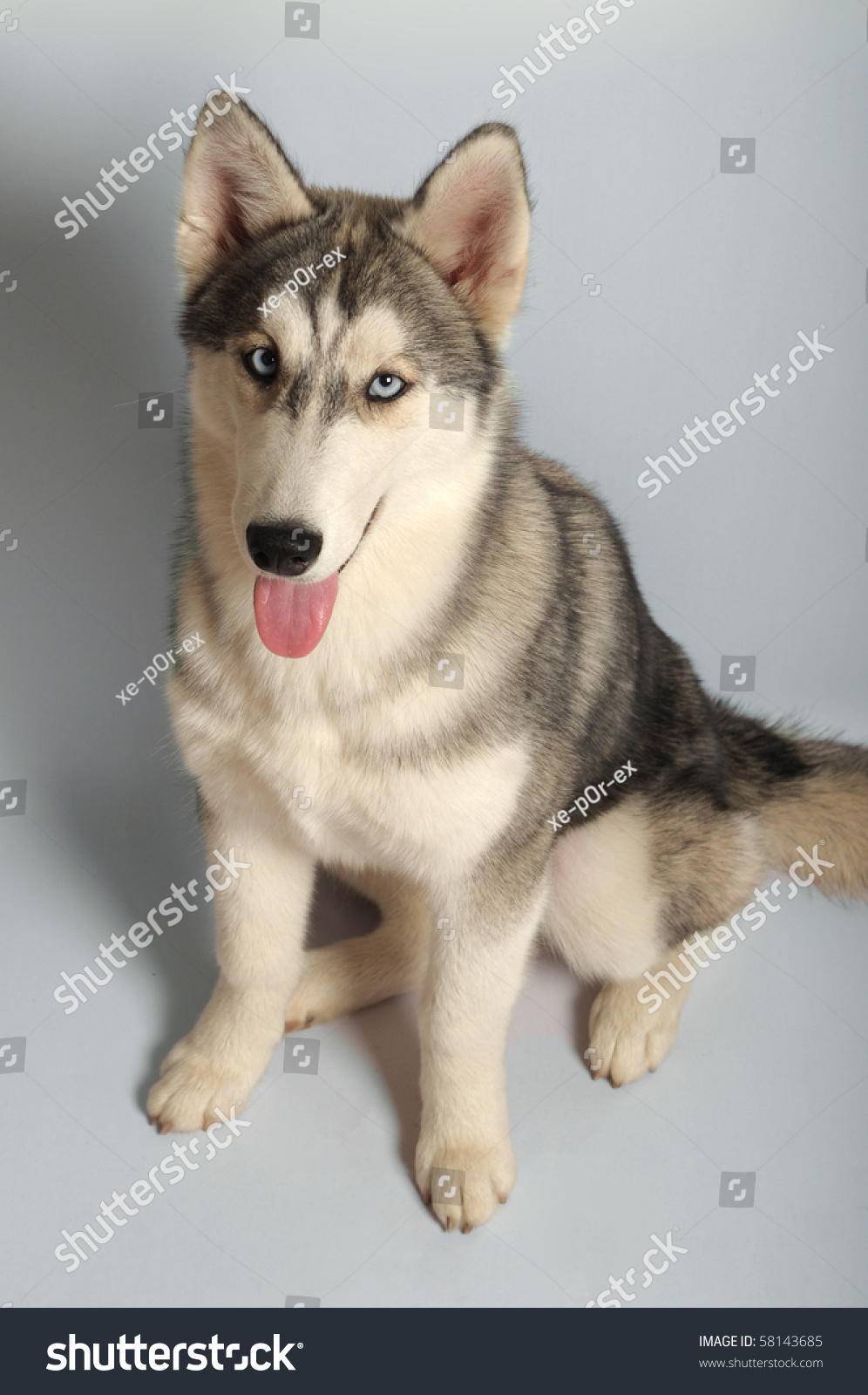 Siberian Husky, 4 Months Old Stock Photo 58143685 : Shutterstock