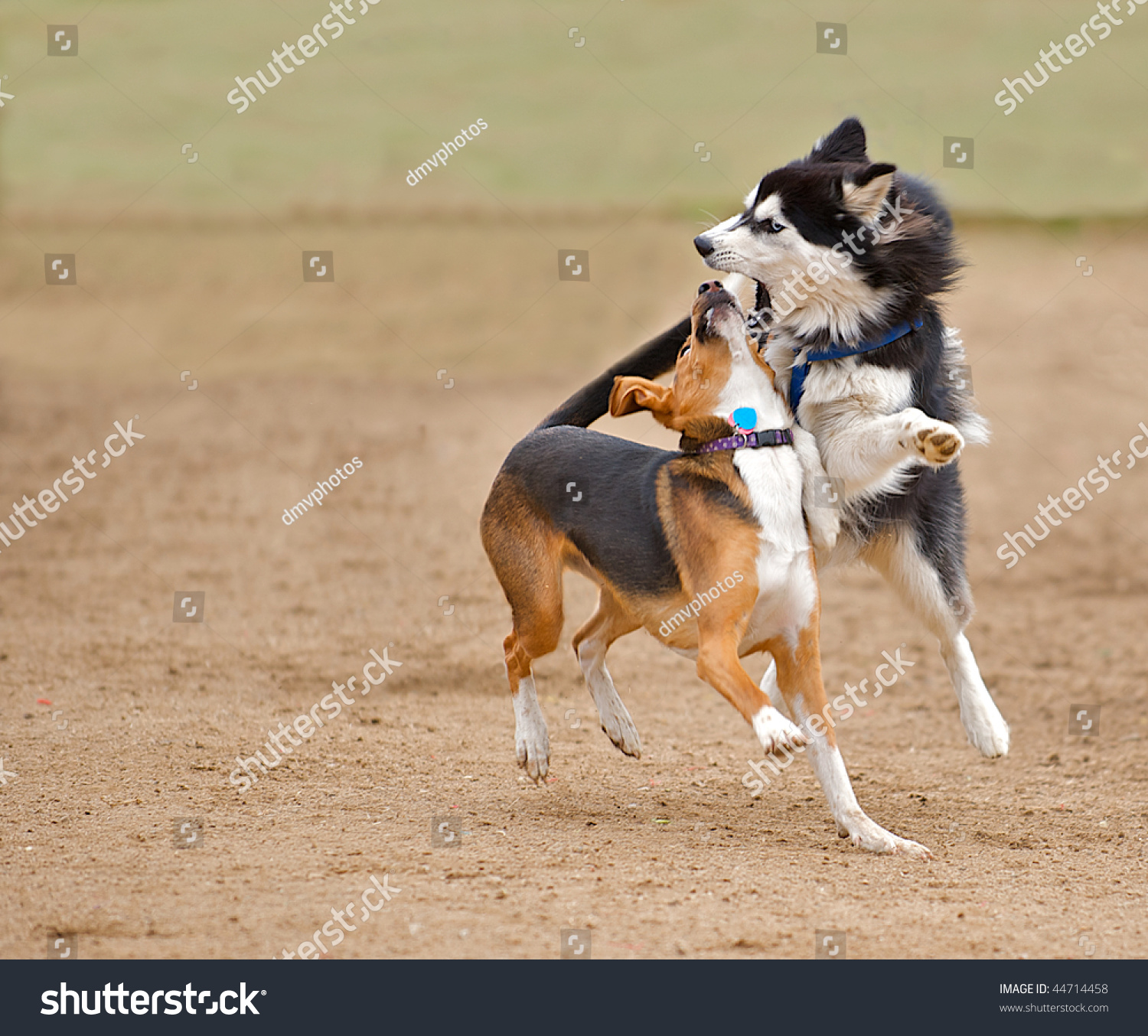 beagle cross husky