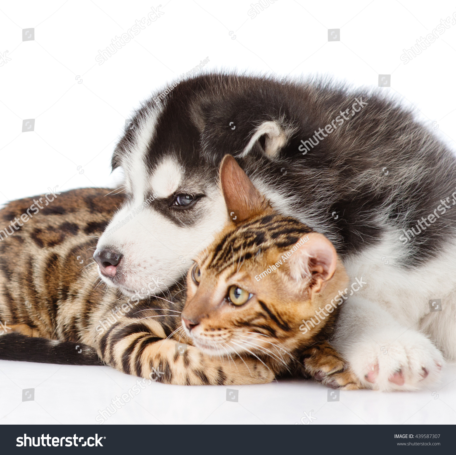 Siberian Husky Puppy Lying Bengal Kitten Stock Image Download Now