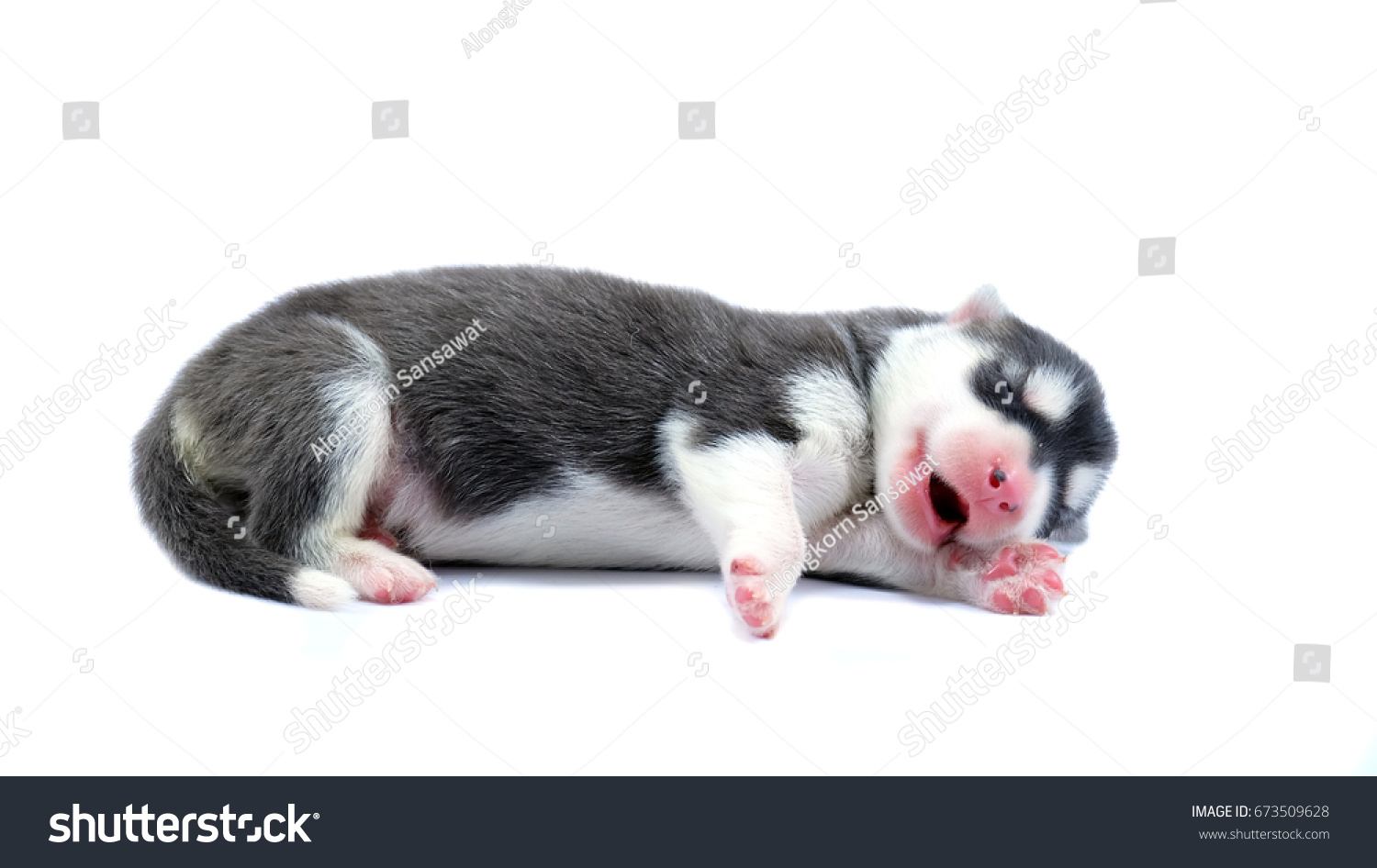 Siberian Husky Puppy On Isolated White Stock Photo Edit Now