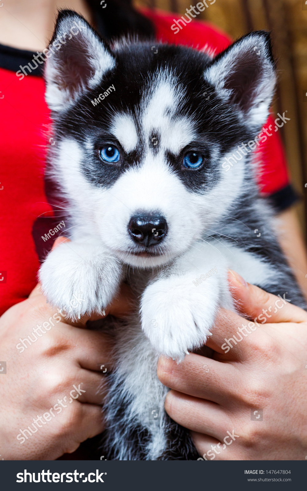 husky puppy eyes