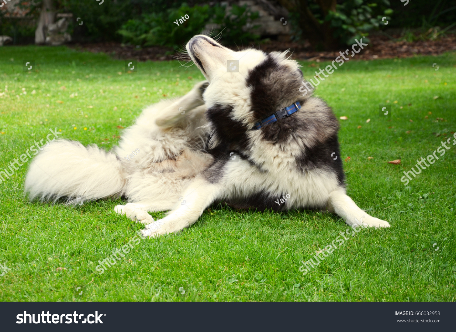 Siberian Husky Scratching Himself Hind Paw Stock Photo 666032953 ...