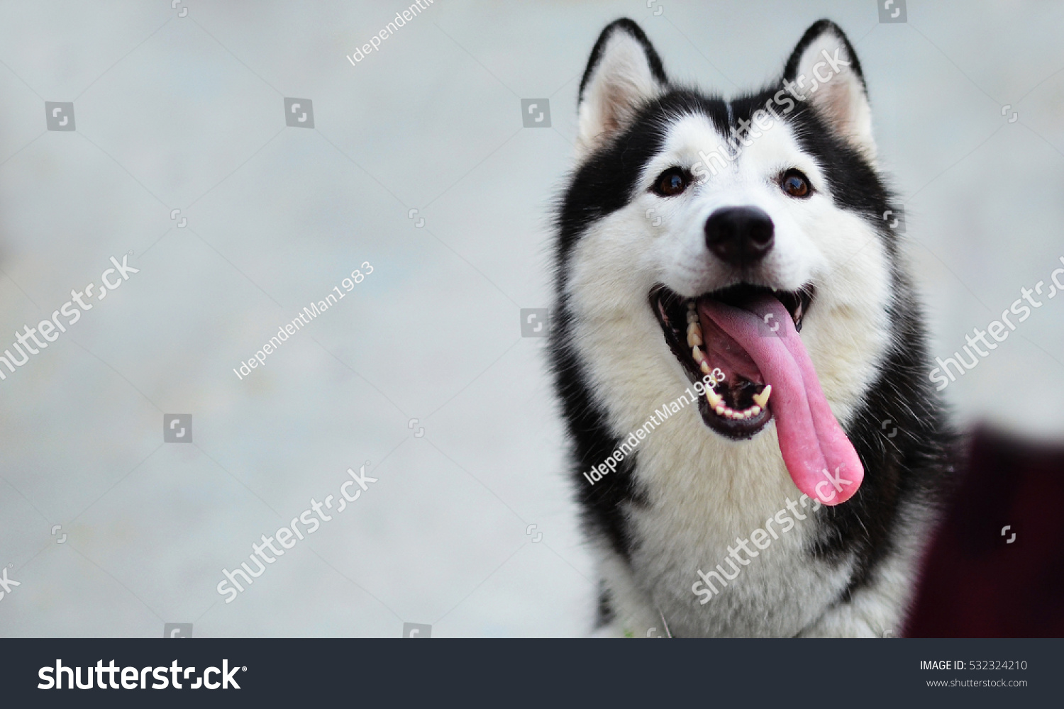 Siberian Husky Smile Stock Photo 532324210 : Shutterstock