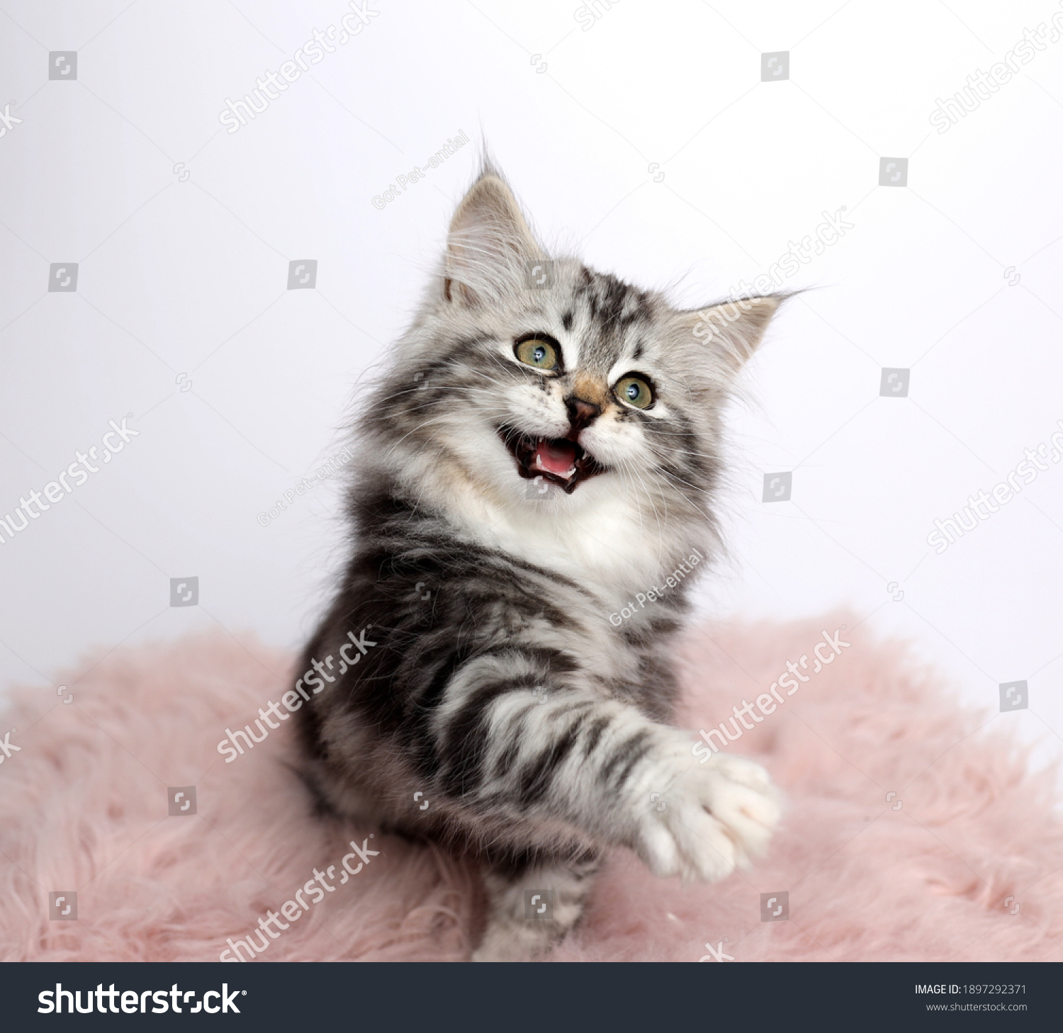 Siberian Kitten Grey Silver Tabby Paw Stock Photo 1897292371 | Shutterstock