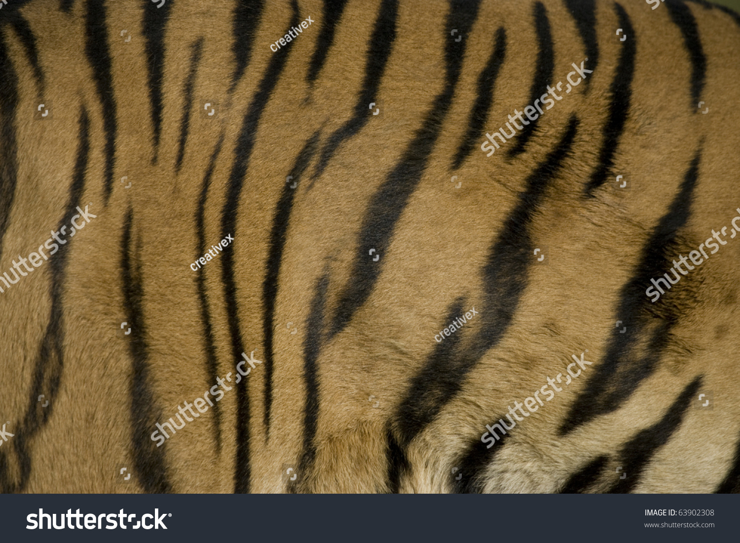 Siberian Tiger Coat Stock Photo 63902308 : Shutterstock