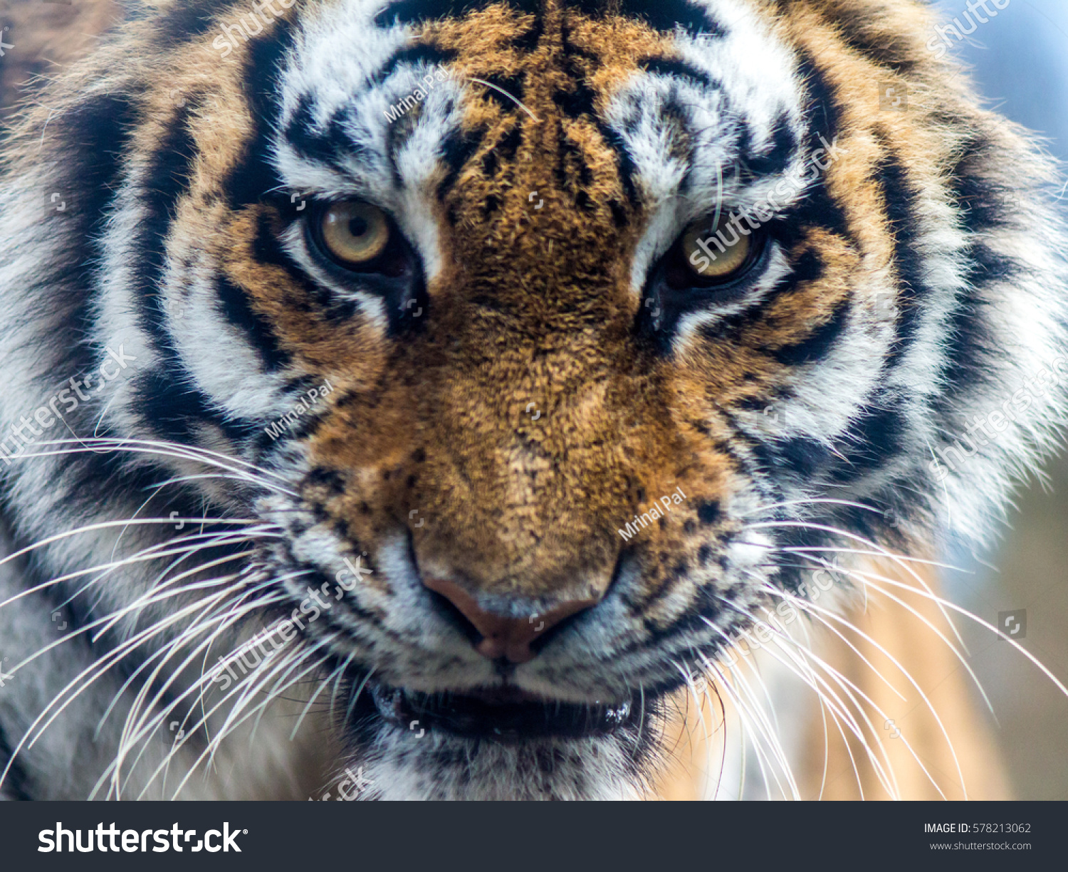 Siberian Tiger Face Closeup Stock Photo (Edit Now) 578213062