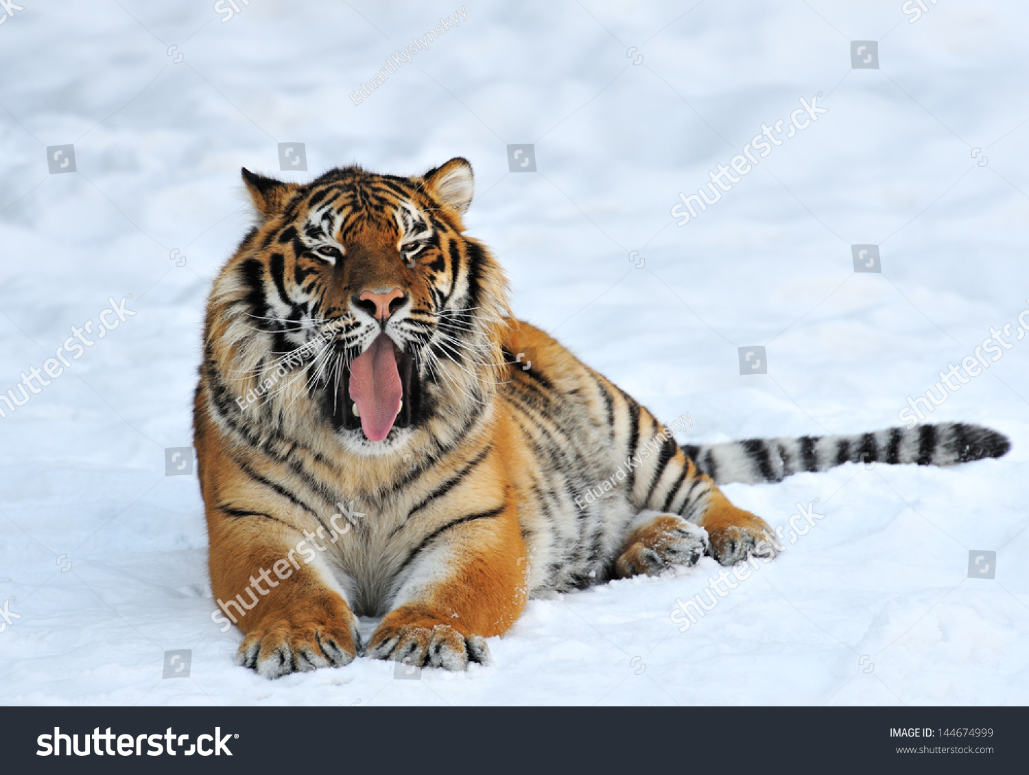 Siberian Tiger Natural Habitat Stock Photo (Edit Now) 144674999